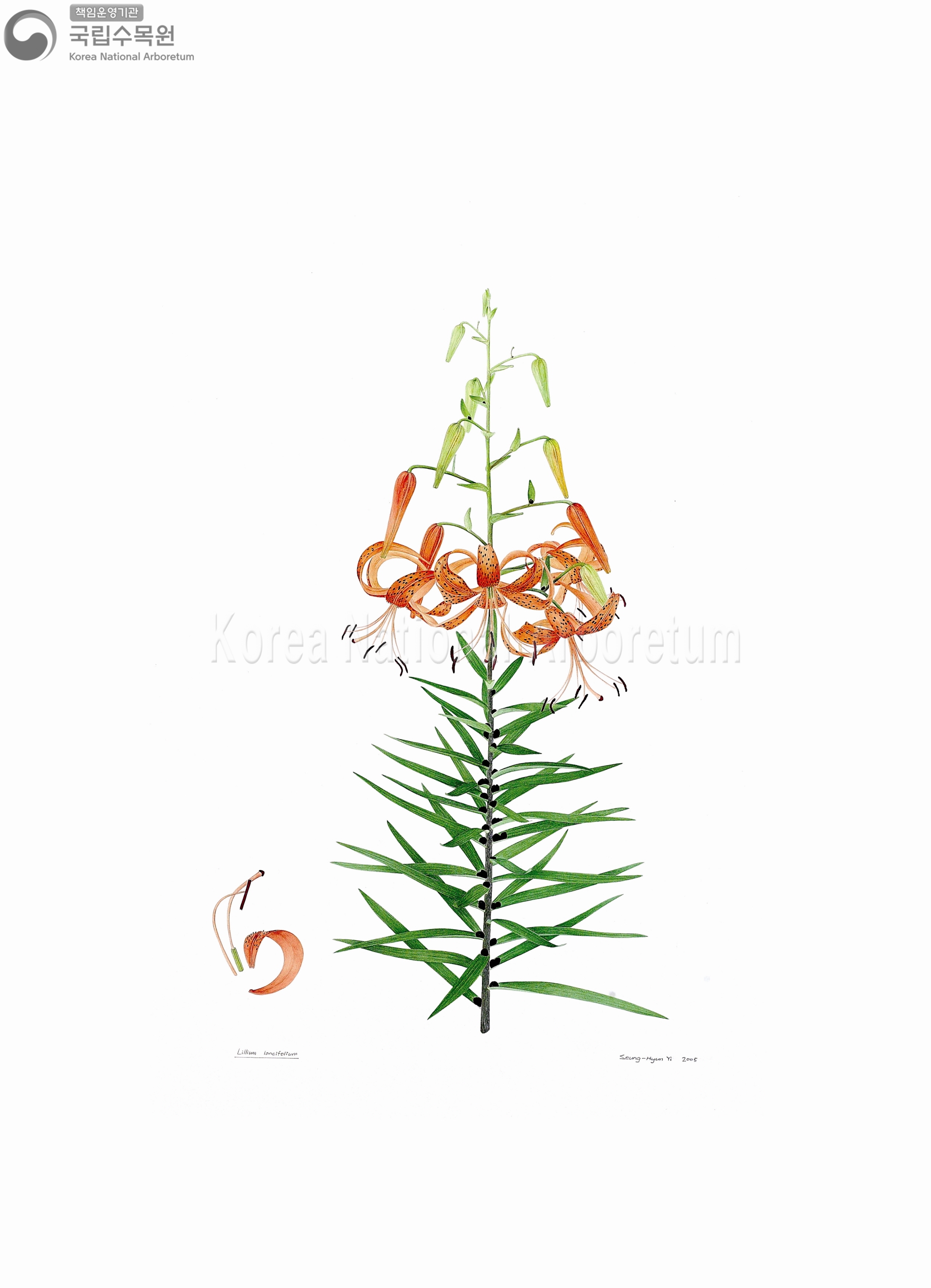 Plant Illustration Detailed View