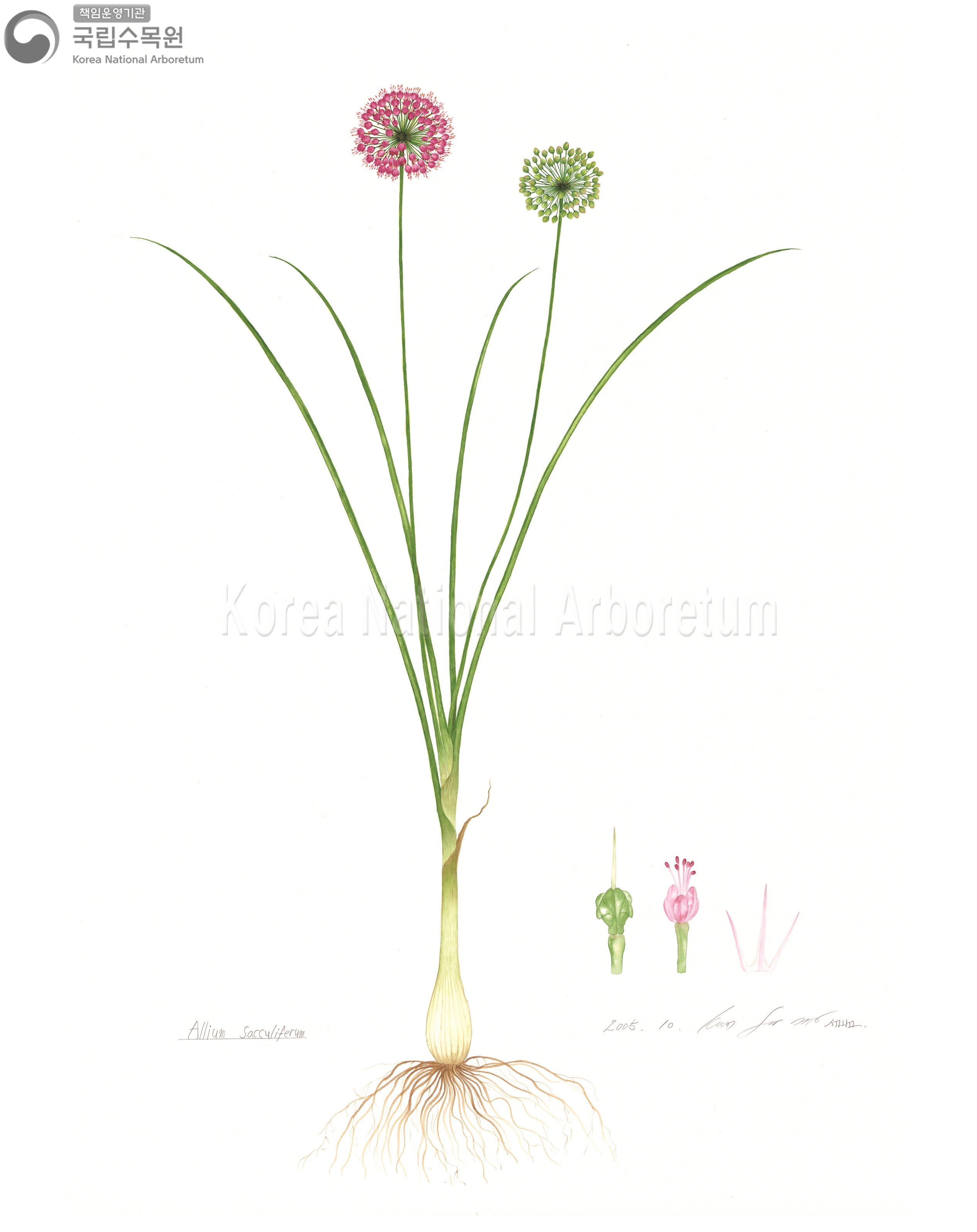 Plant Illustration Detailed View