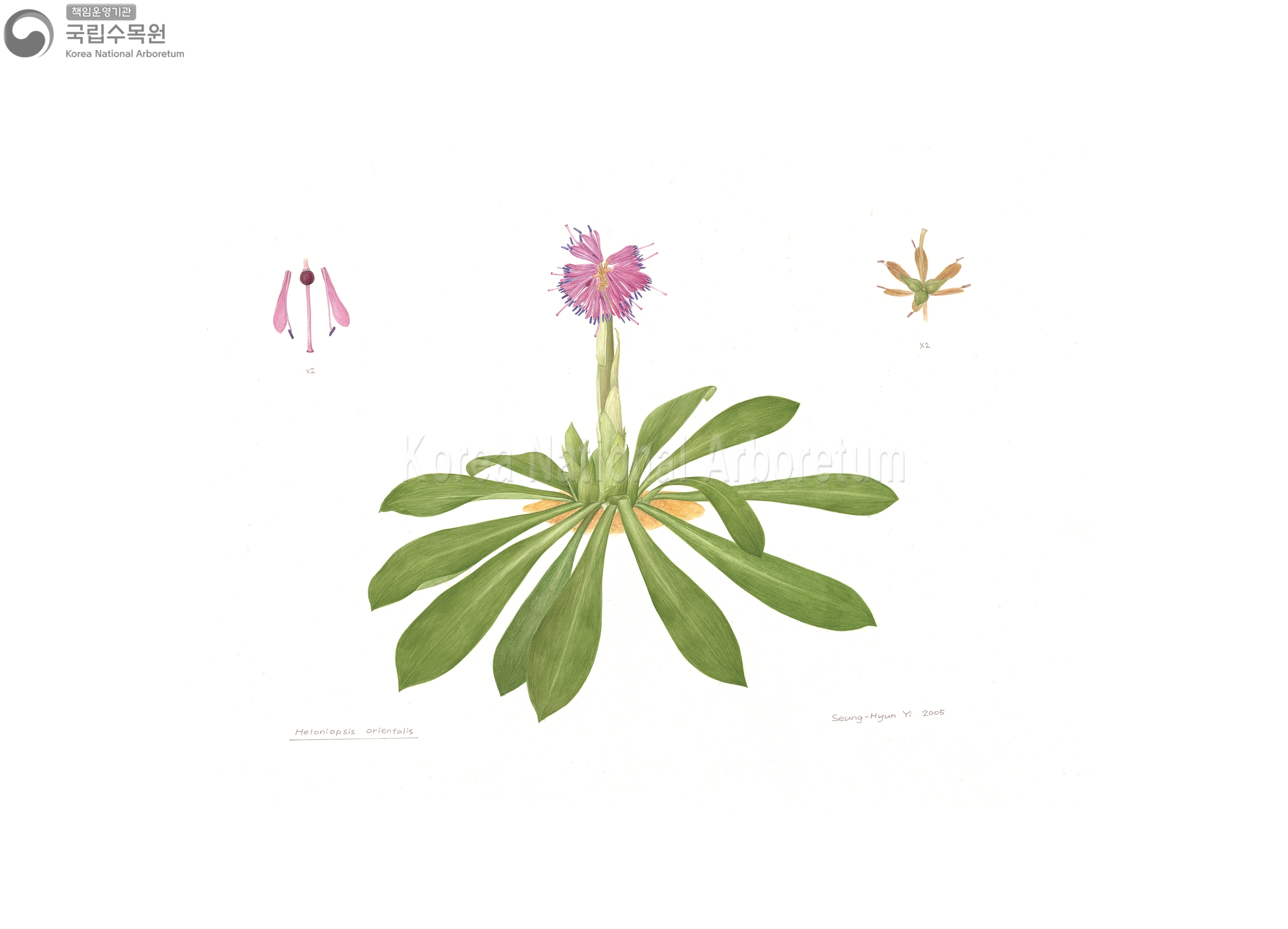 Plant Illustration Detailed View