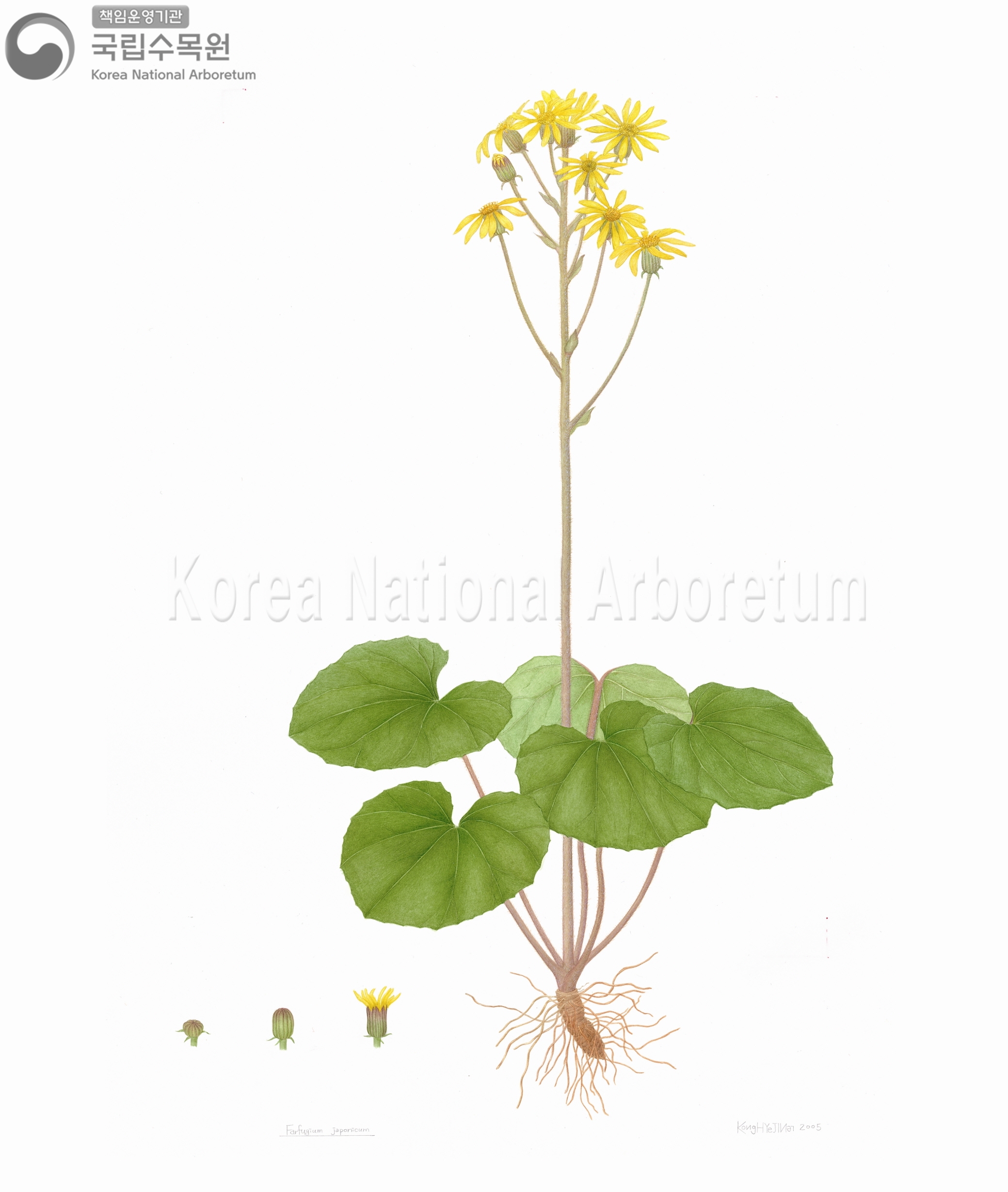 Plant Illustration Detailed View