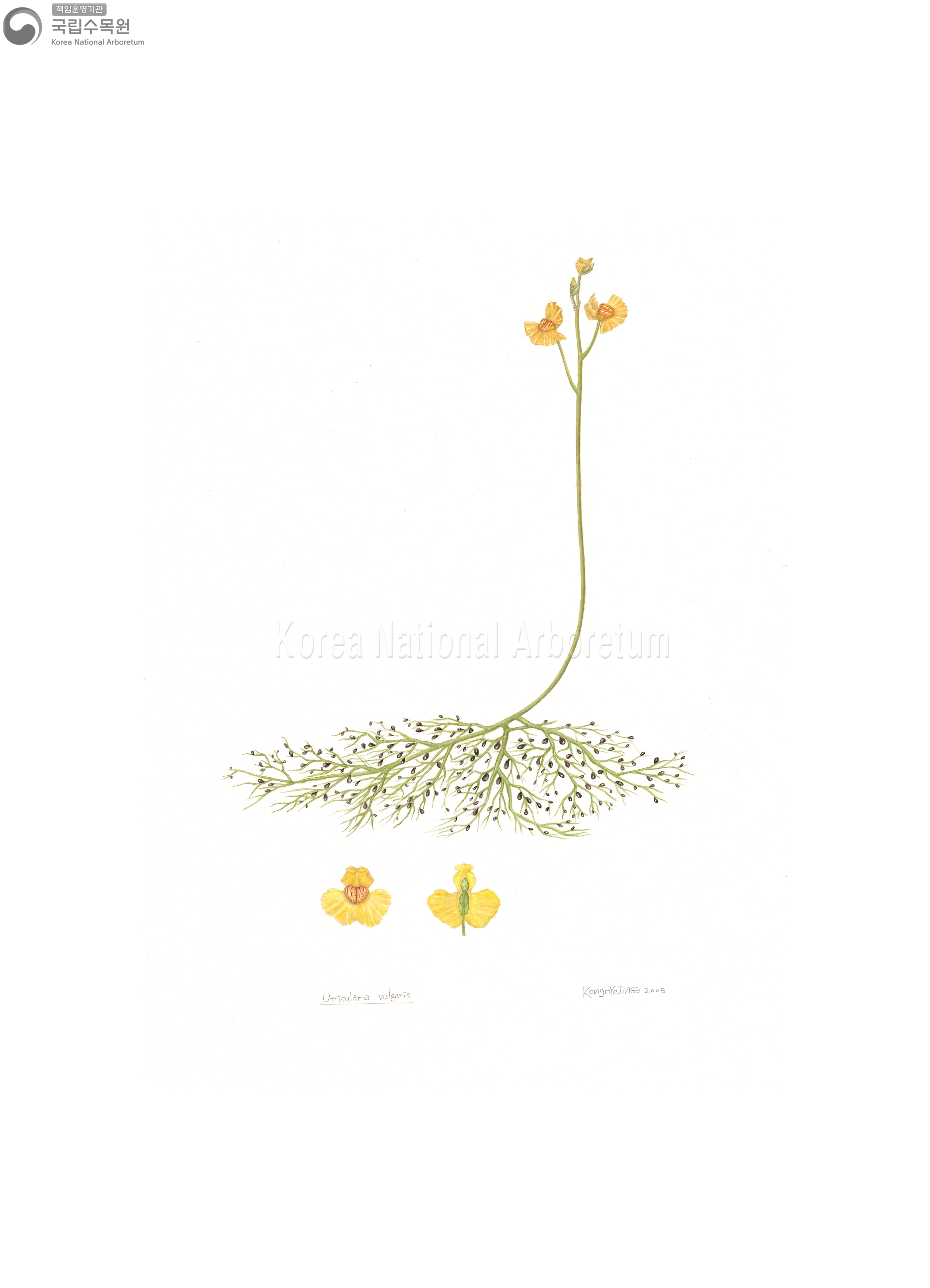 Plant Illustration Detailed View