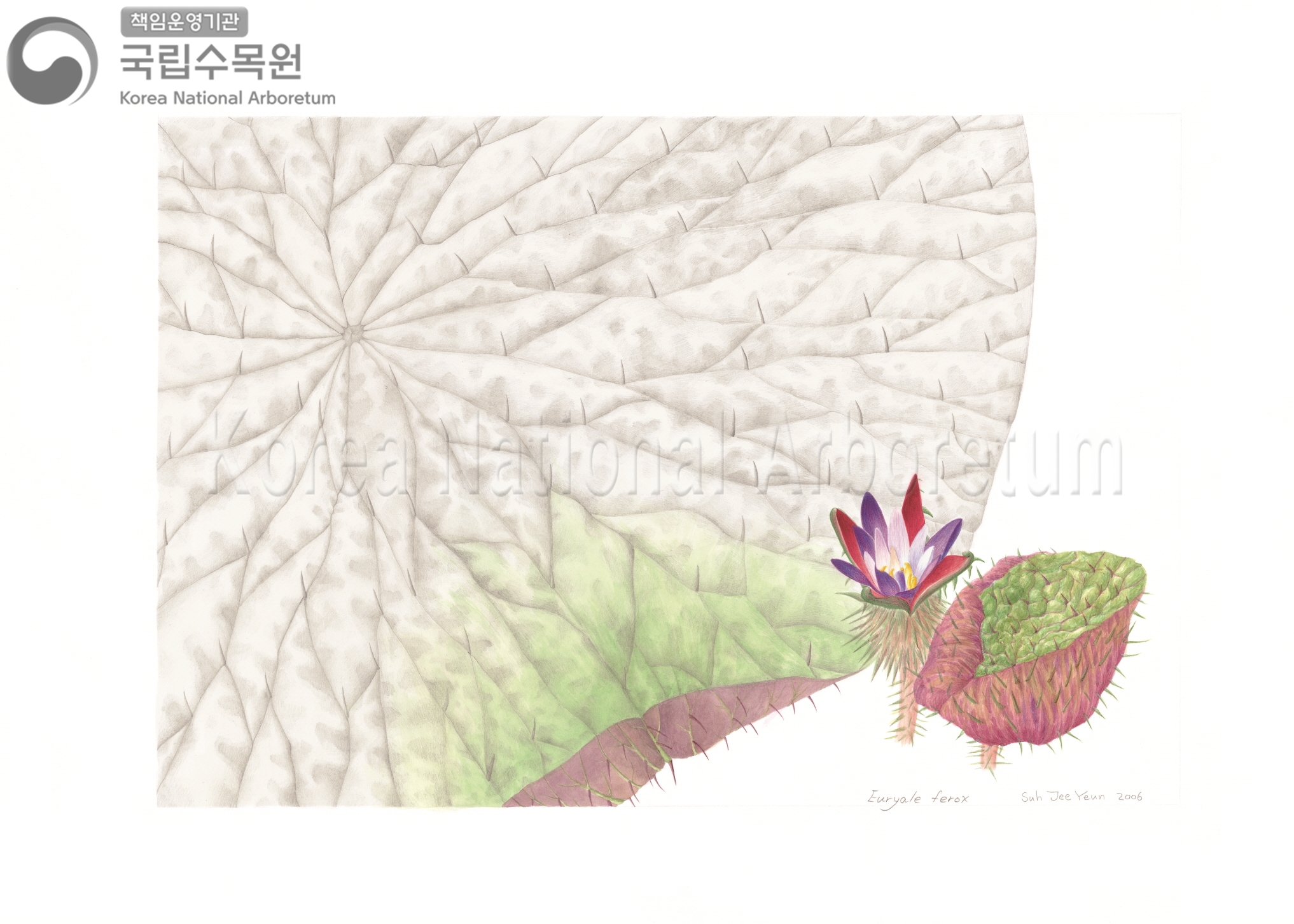 Plant Illustration Detailed View