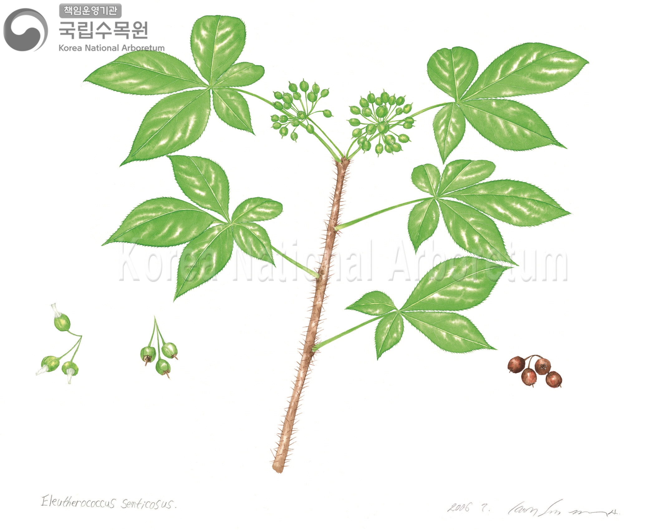 Plant Illustration Detailed View