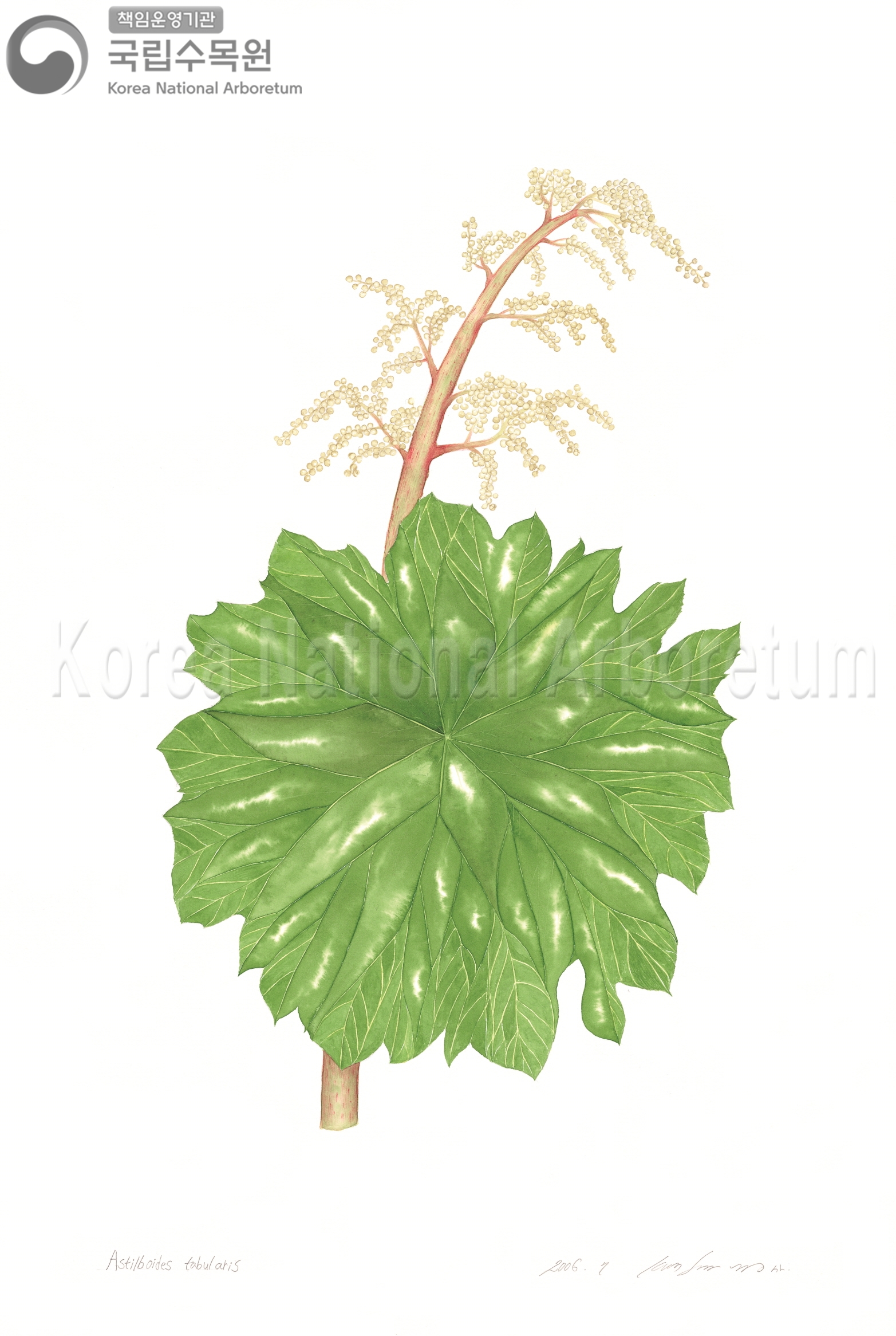 Plant Illustration Detailed View