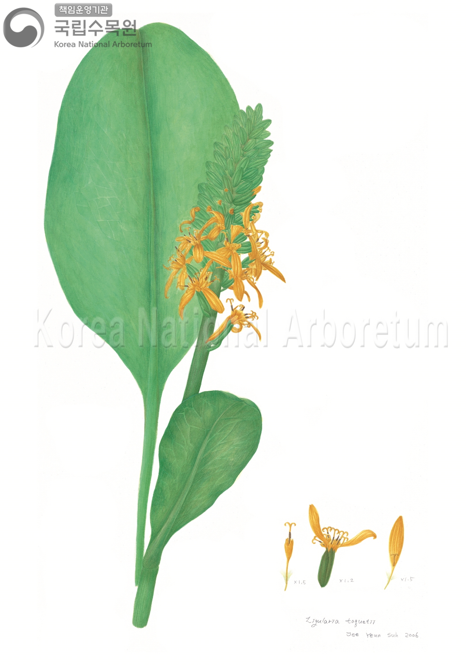 Plant Illustration Detailed View