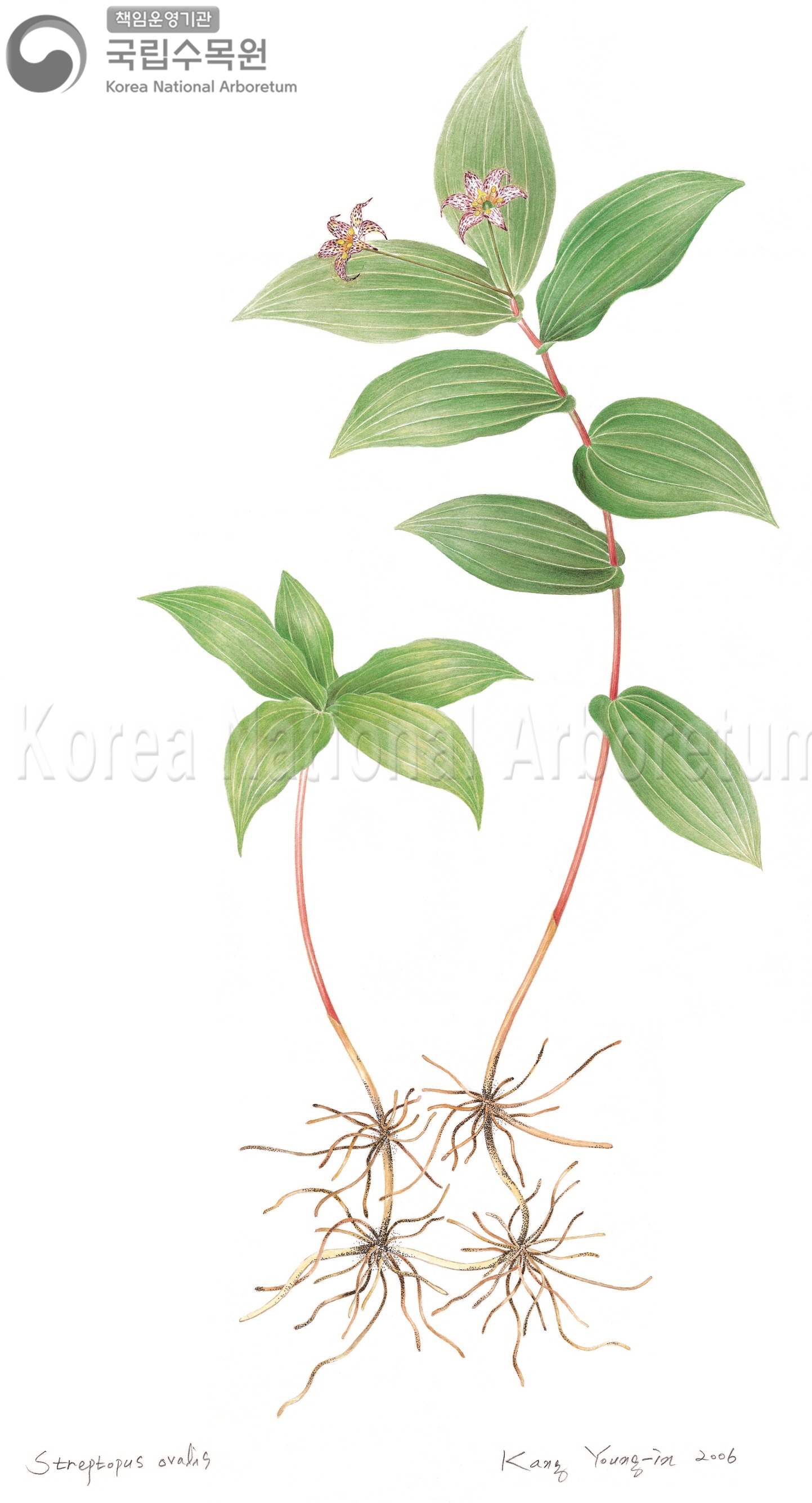 Plant Illustration Detailed View