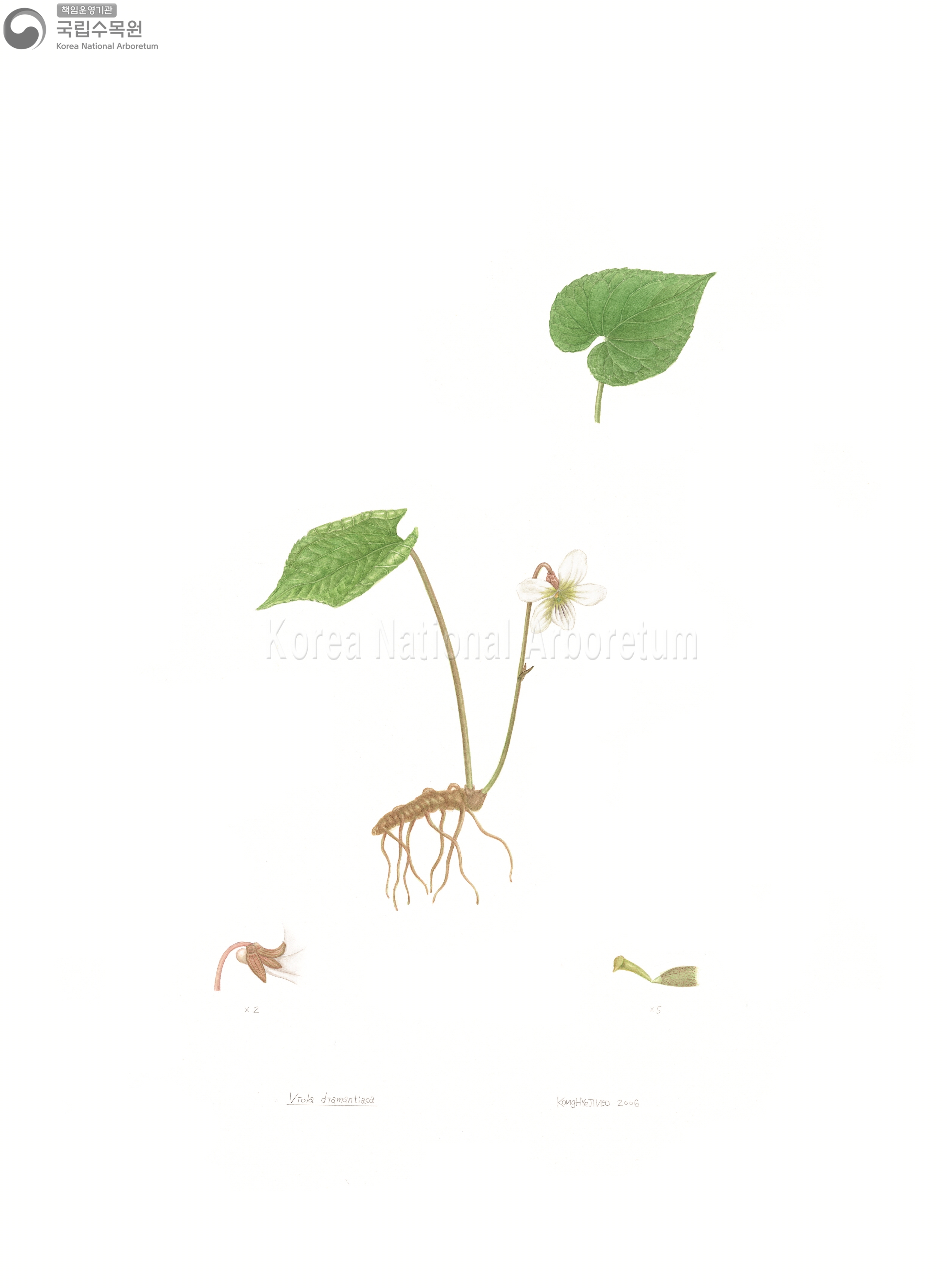 Plant Illustration Detailed View