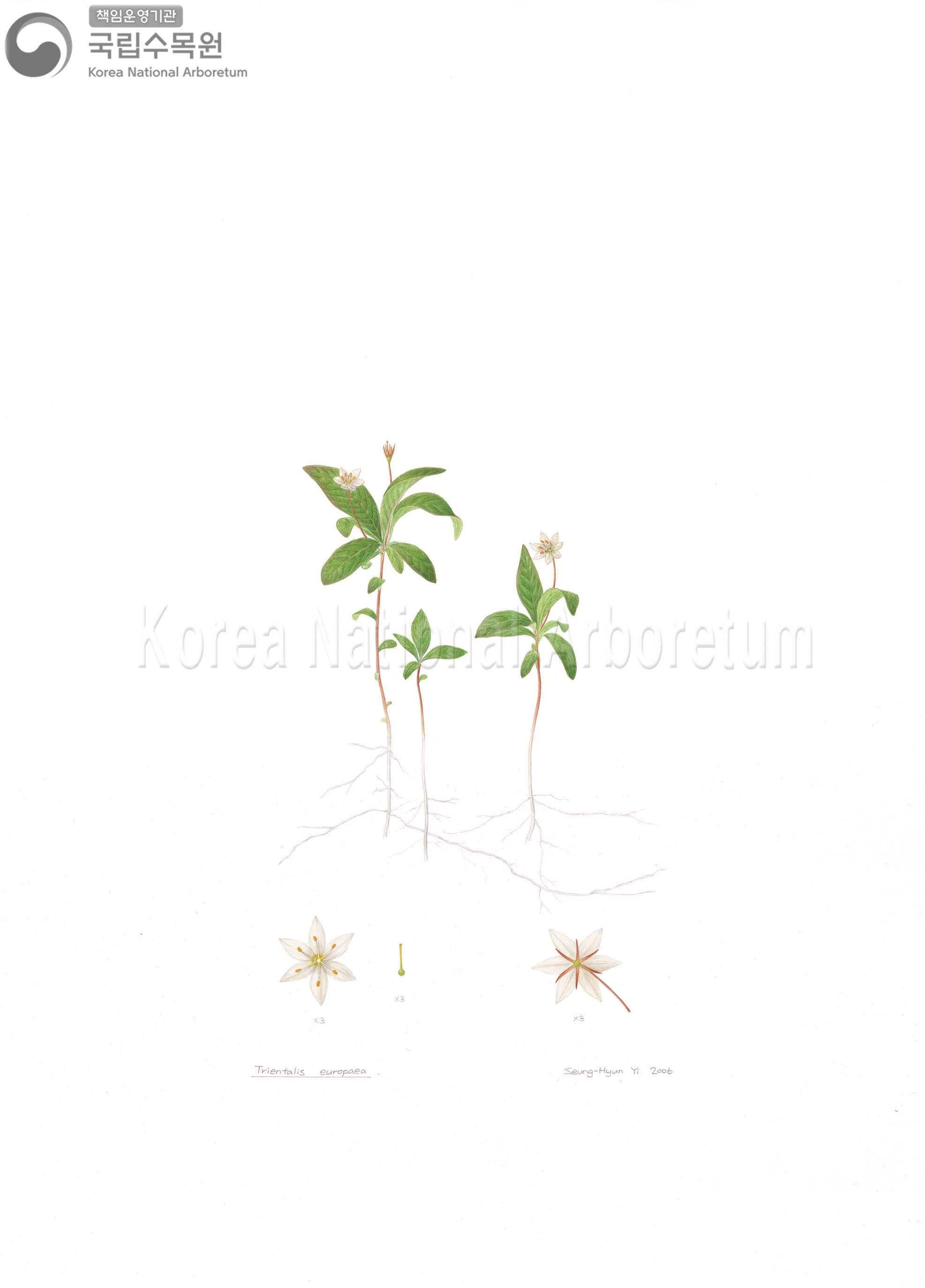 Plant Illustration Detailed View