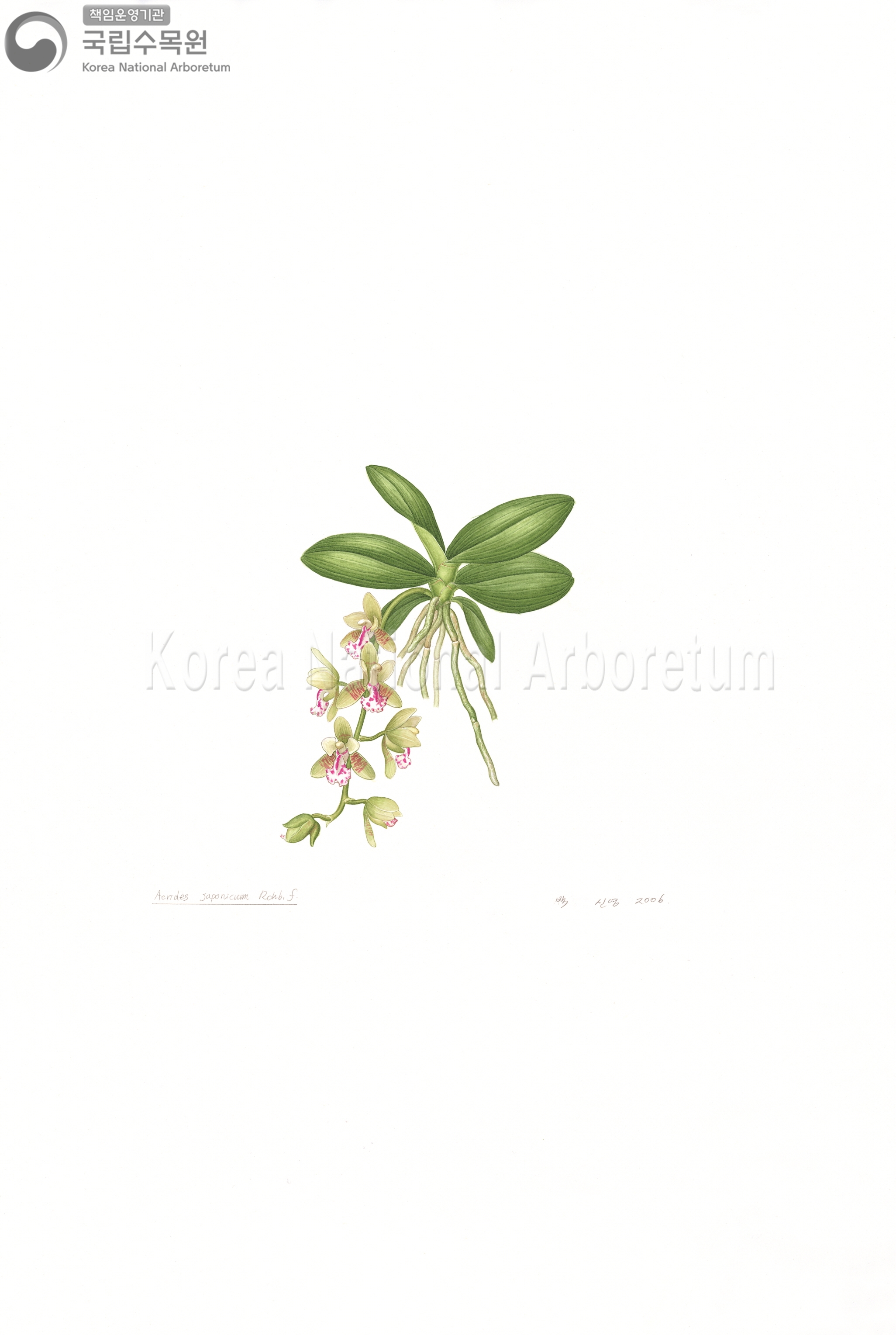 Plant Illustration Detailed View