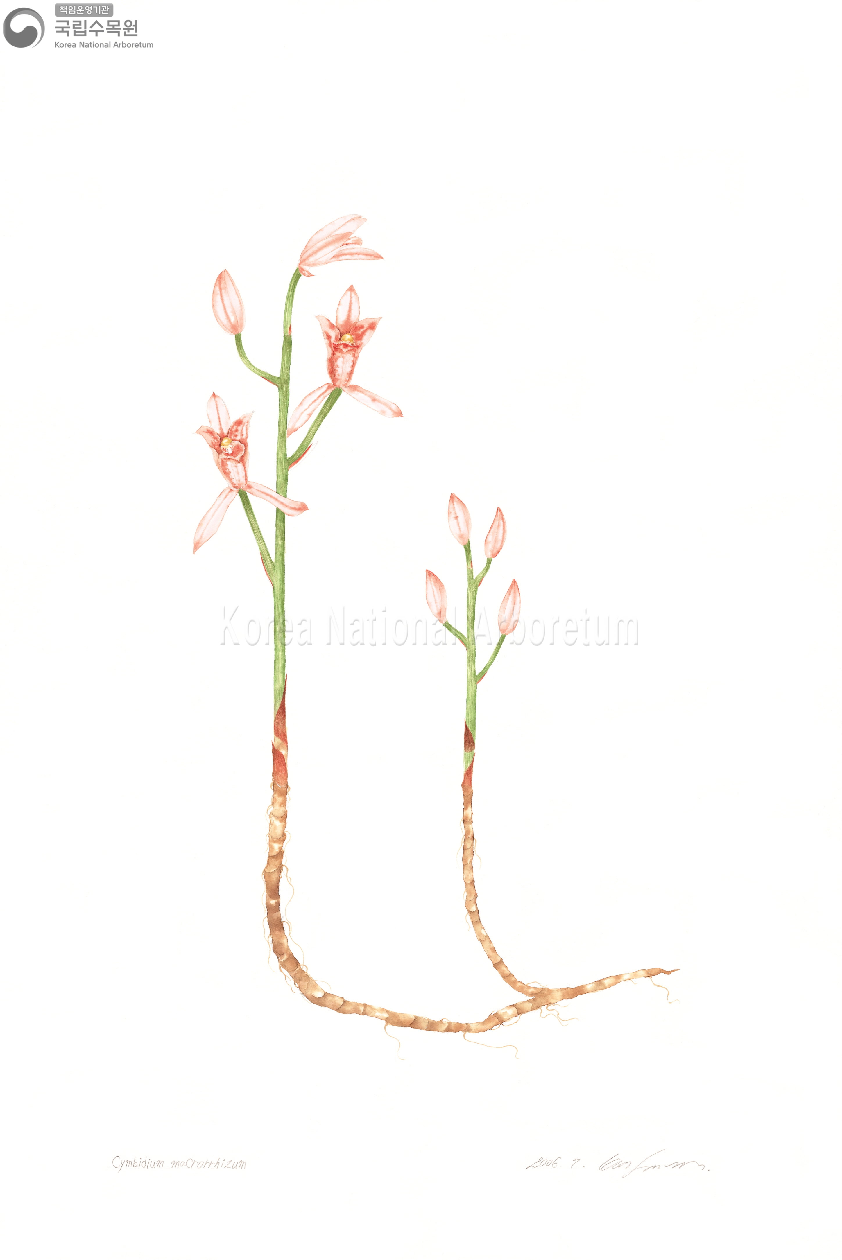 Plant Illustration Detailed View