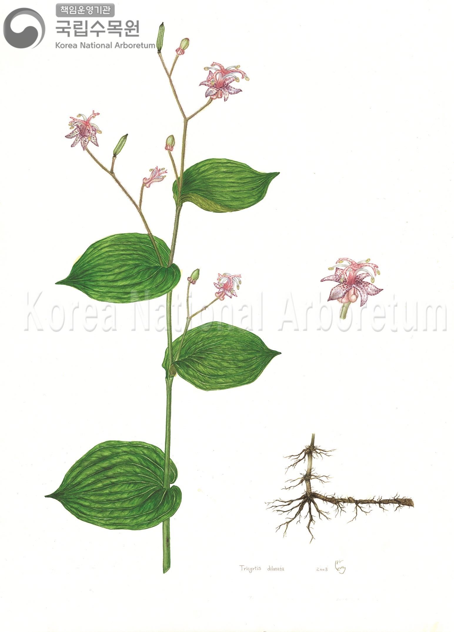 Plant Illustration Detailed View