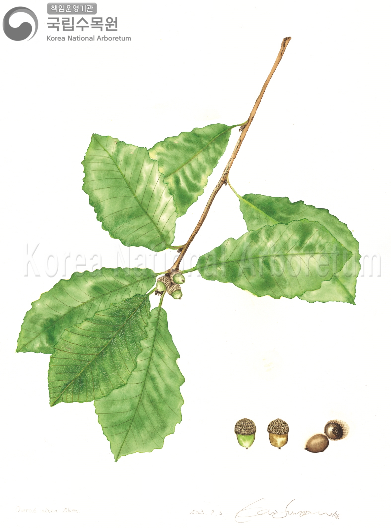 Plant Illustration Detailed View