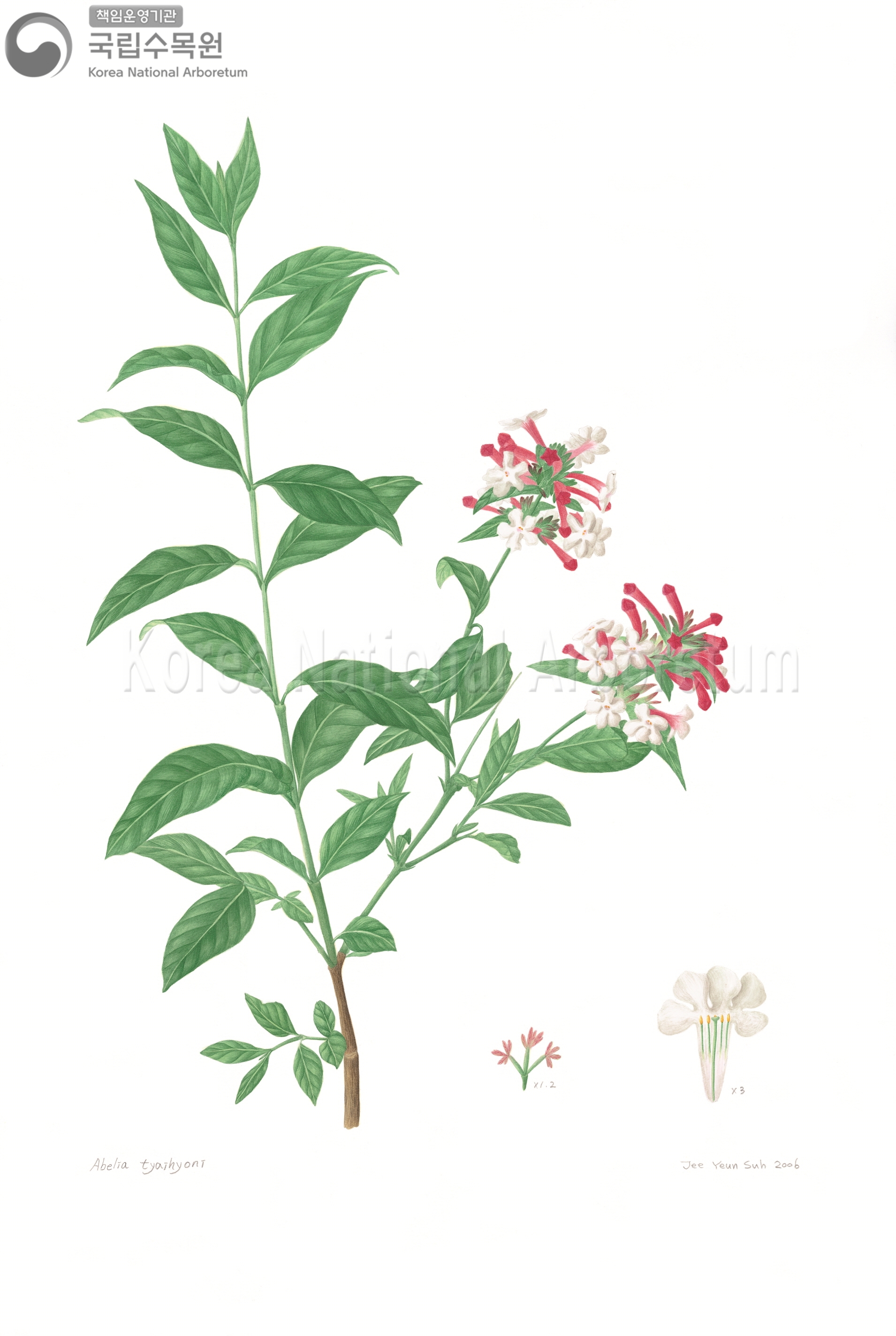 Plant Illustration Detailed View