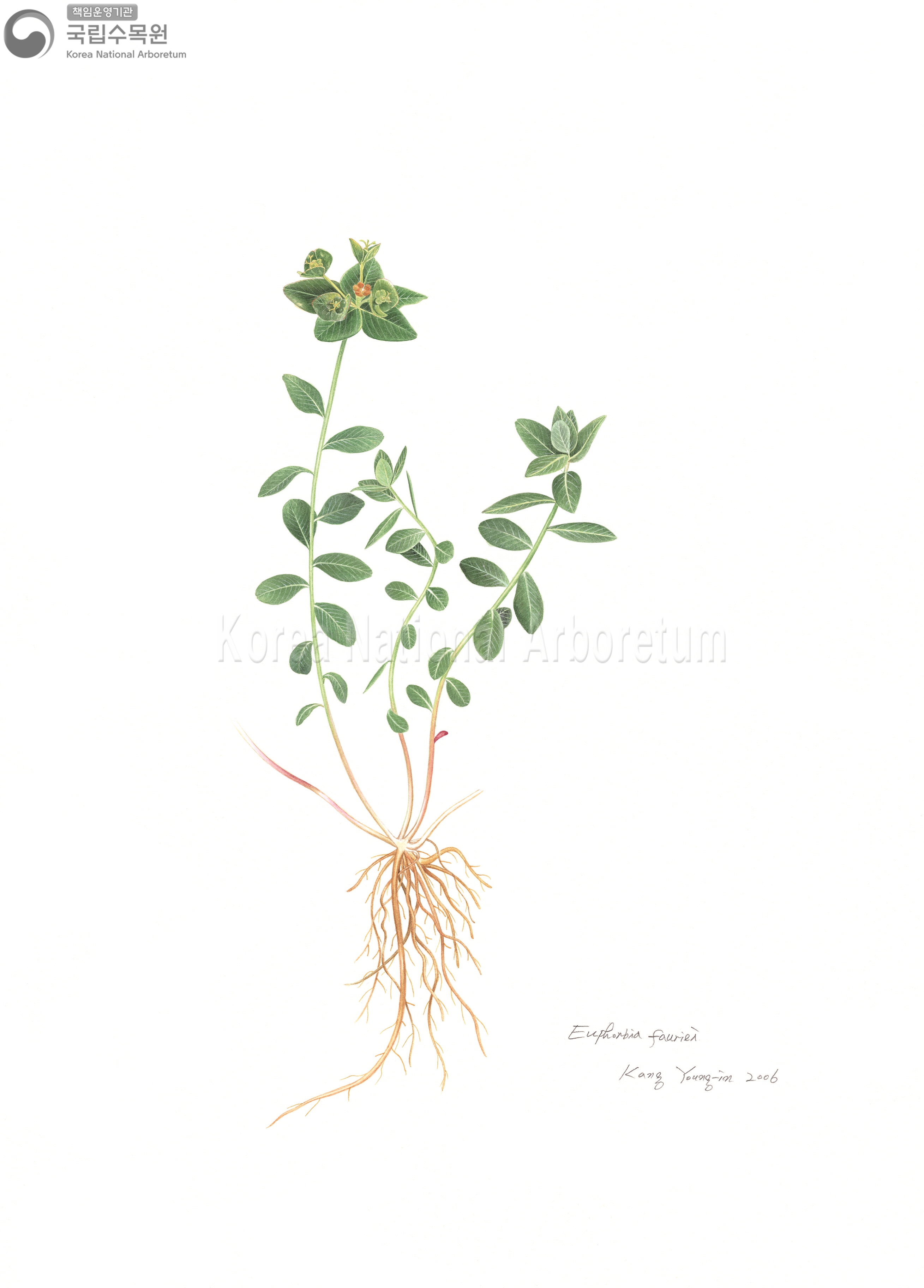 Plant Illustration Detailed View