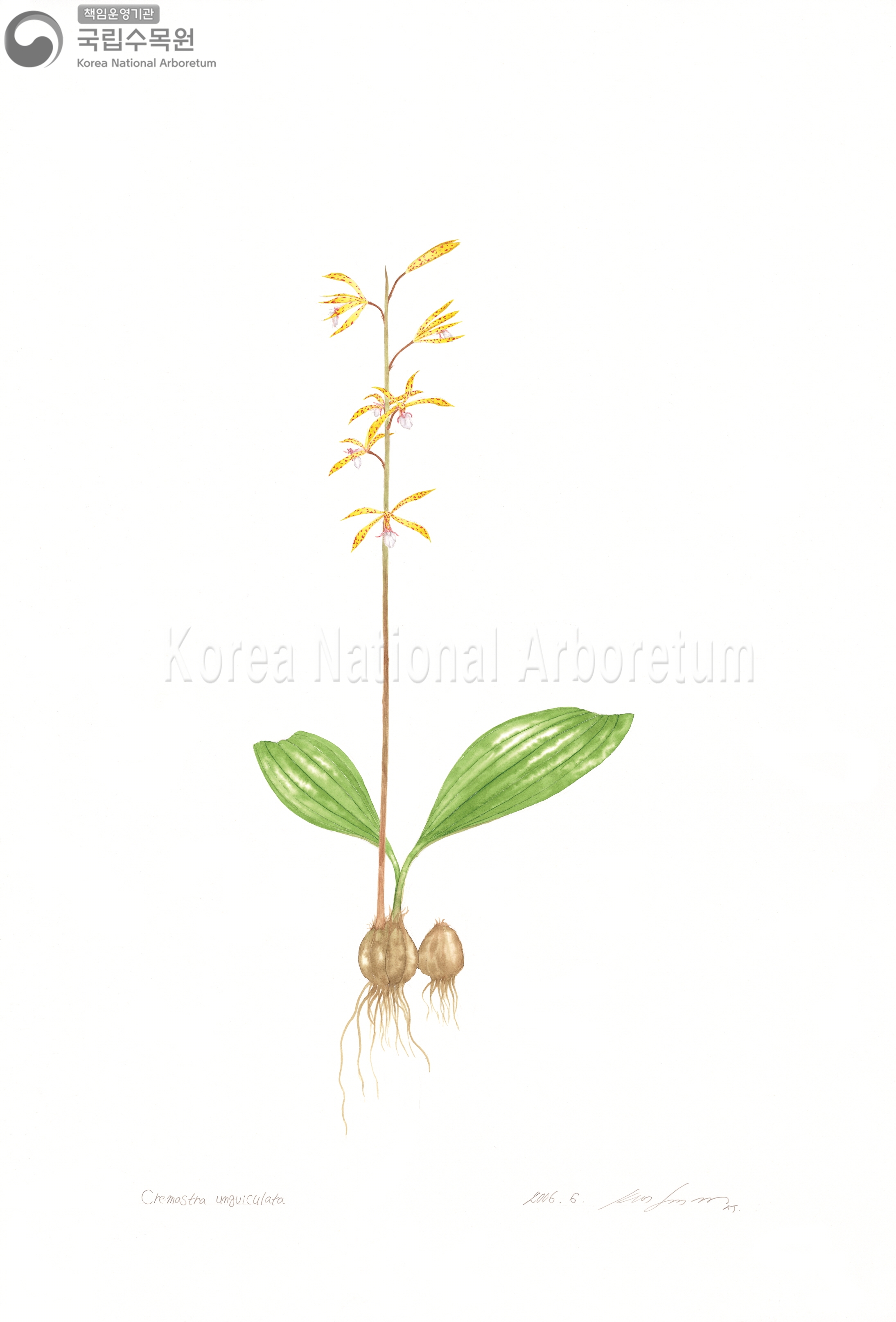 Plant Illustration Detailed View