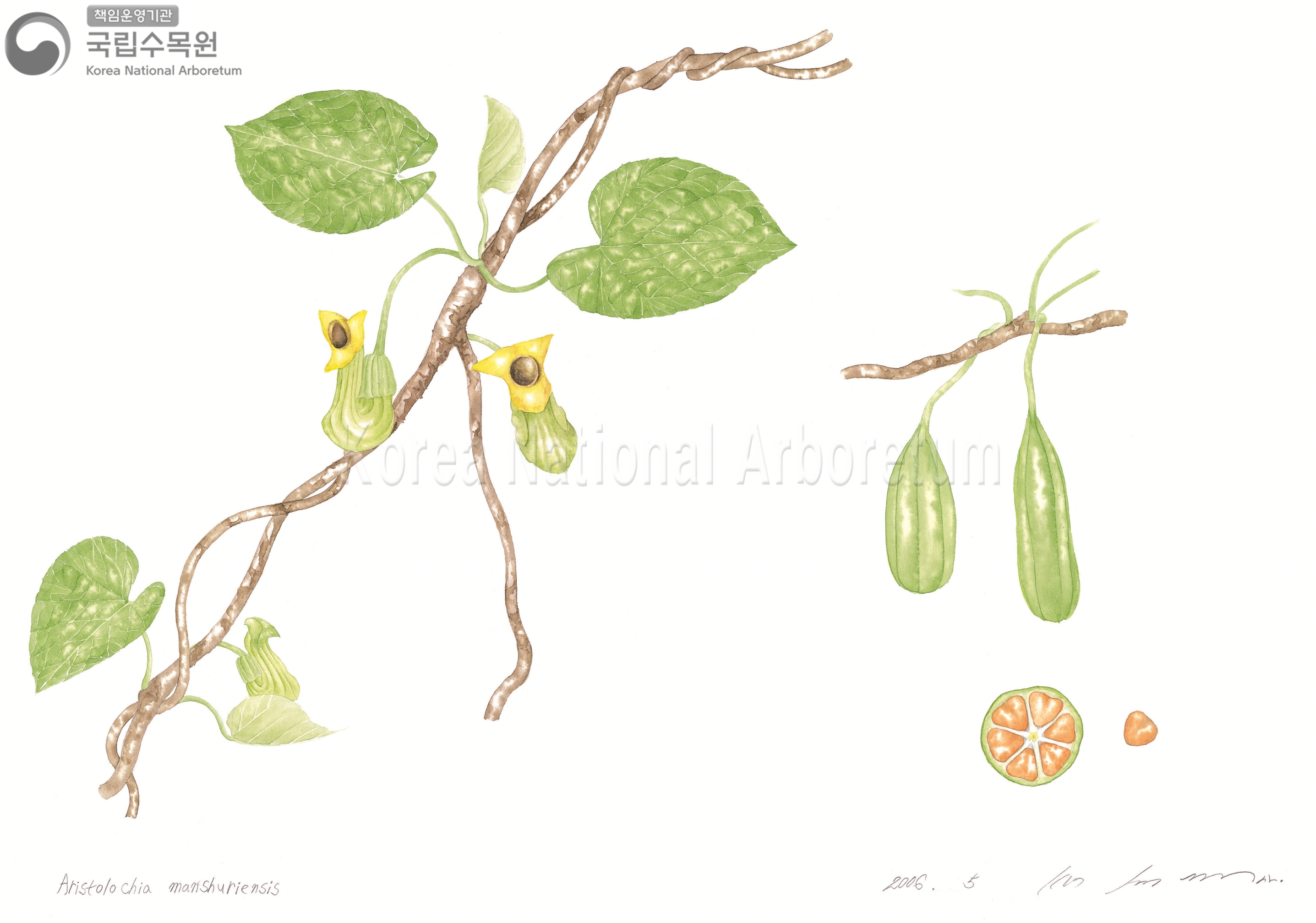 Plant Illustration Detailed View