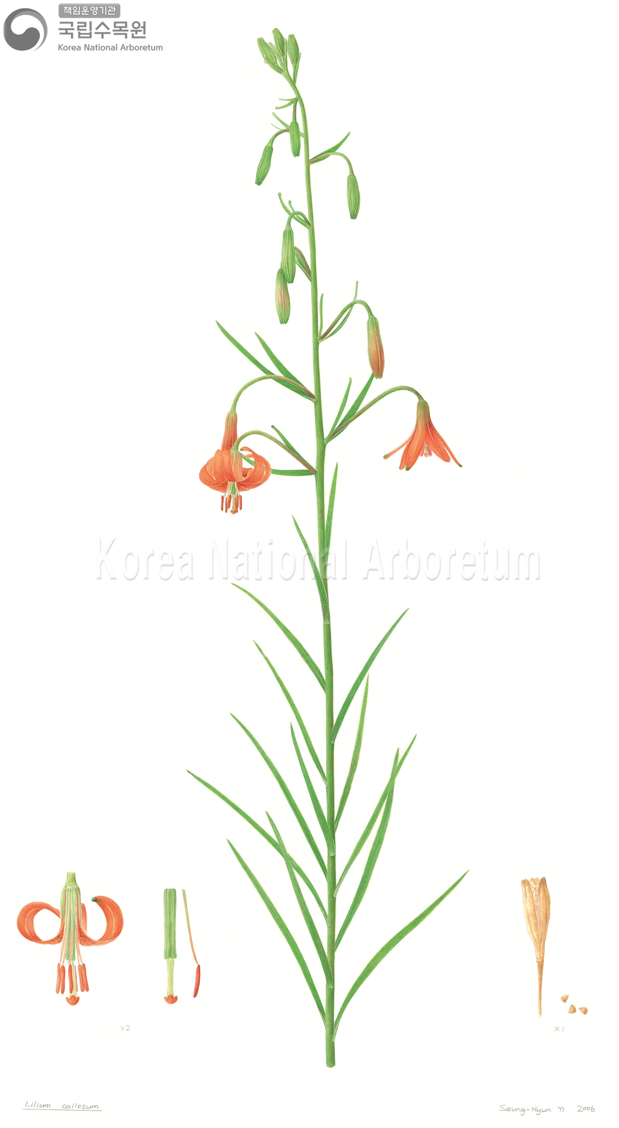 Plant Illustration Detailed View