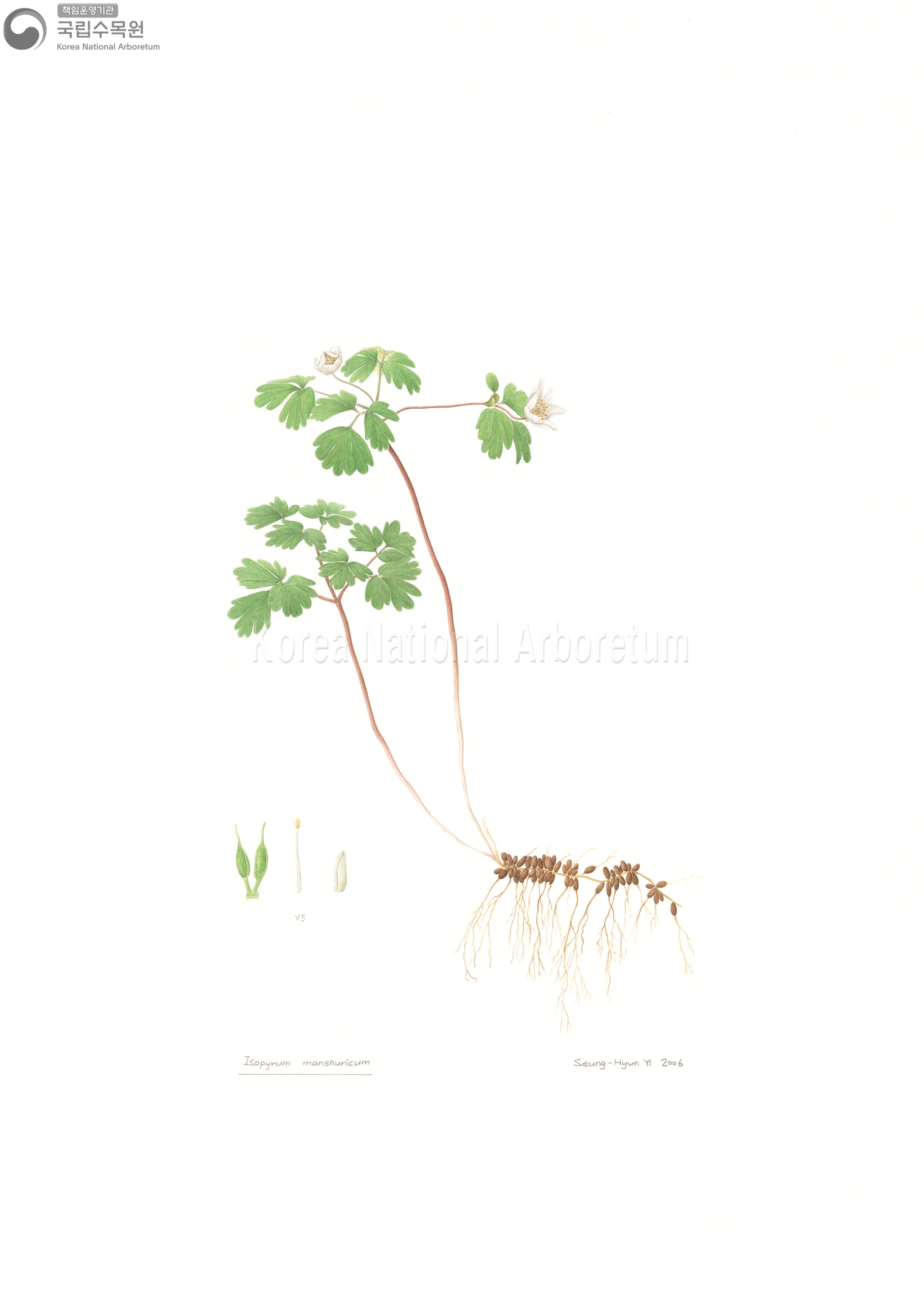 Plant Illustration Detailed View