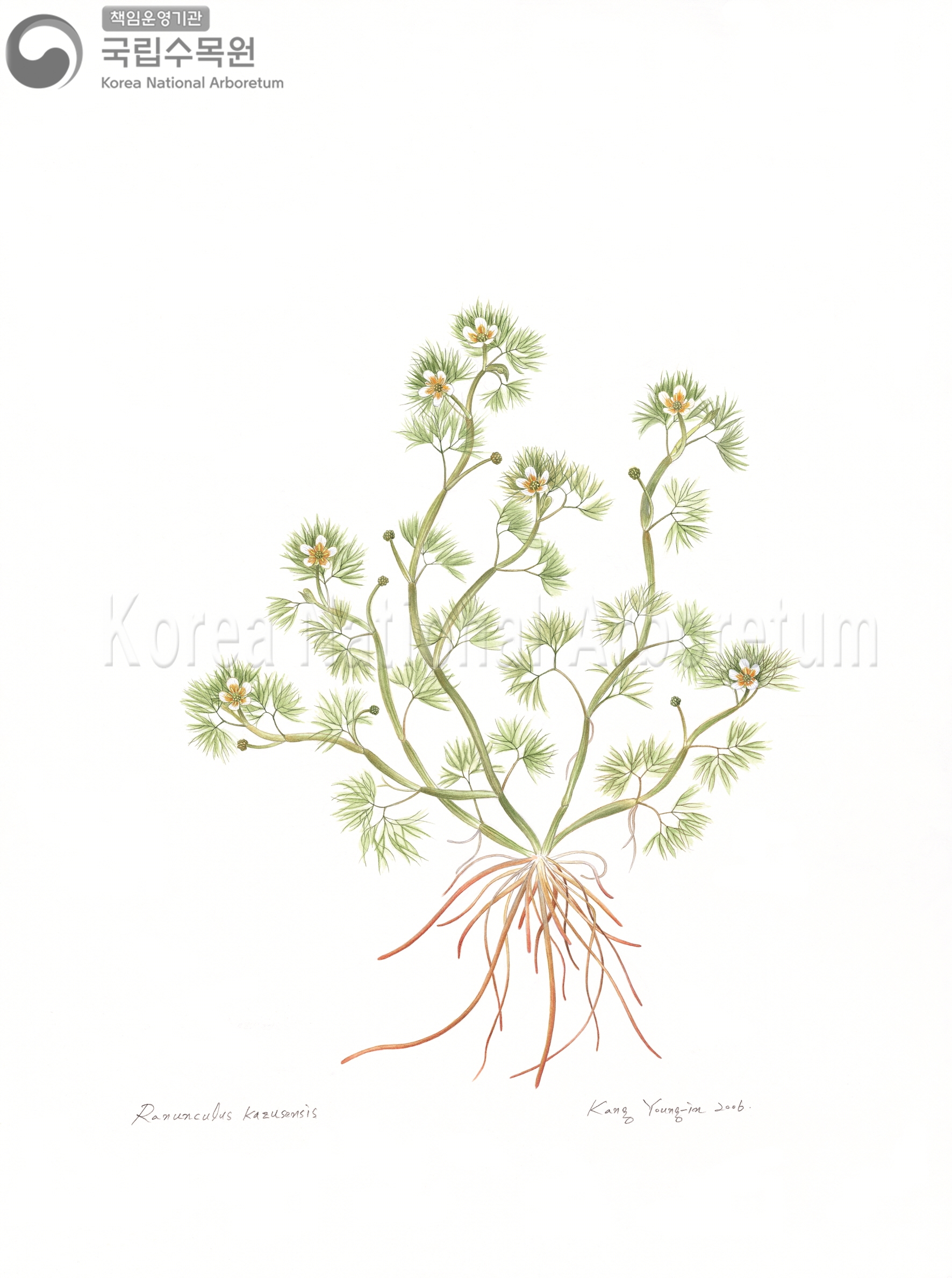 Plant Illustration Detailed View