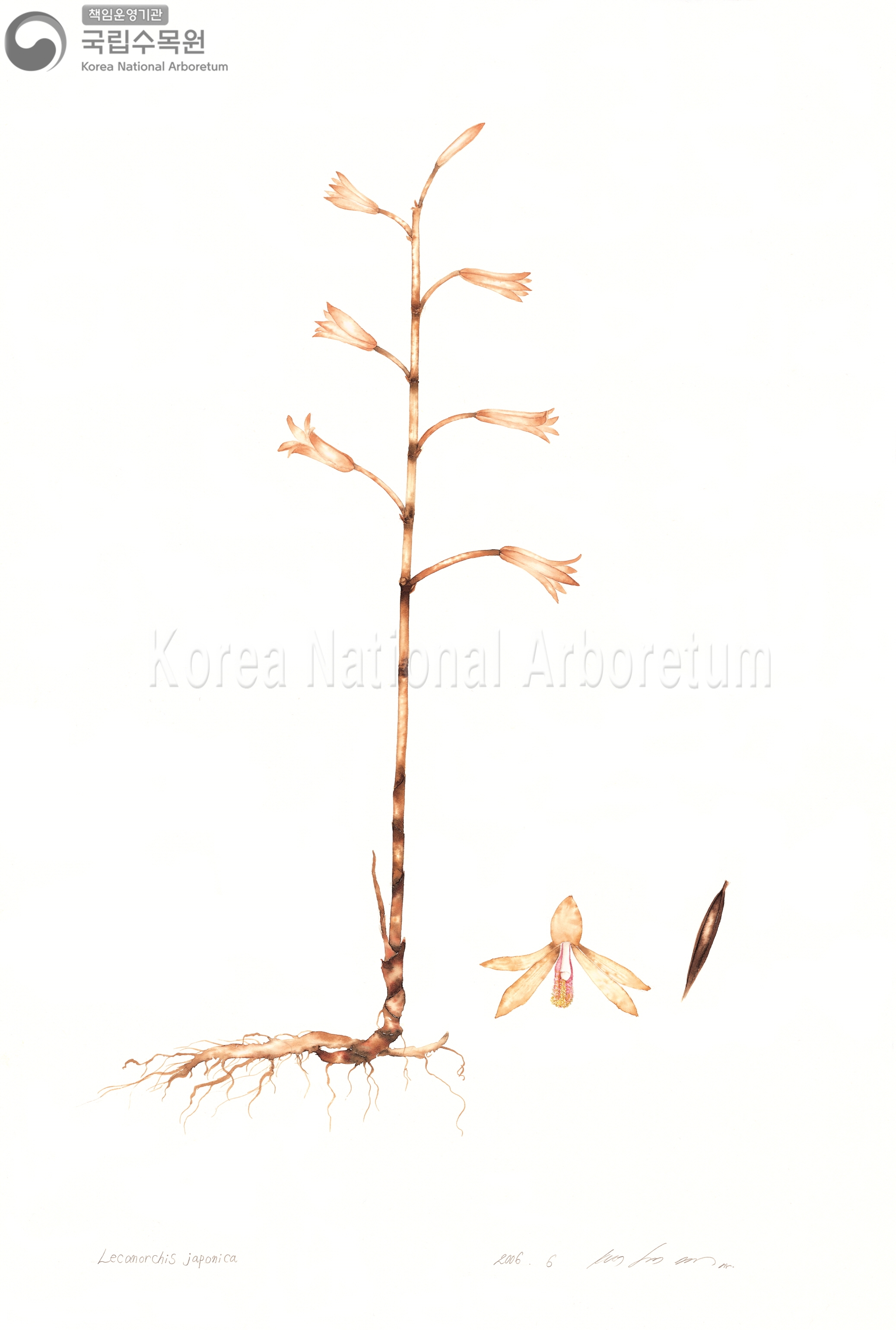 Plant Illustration Detailed View