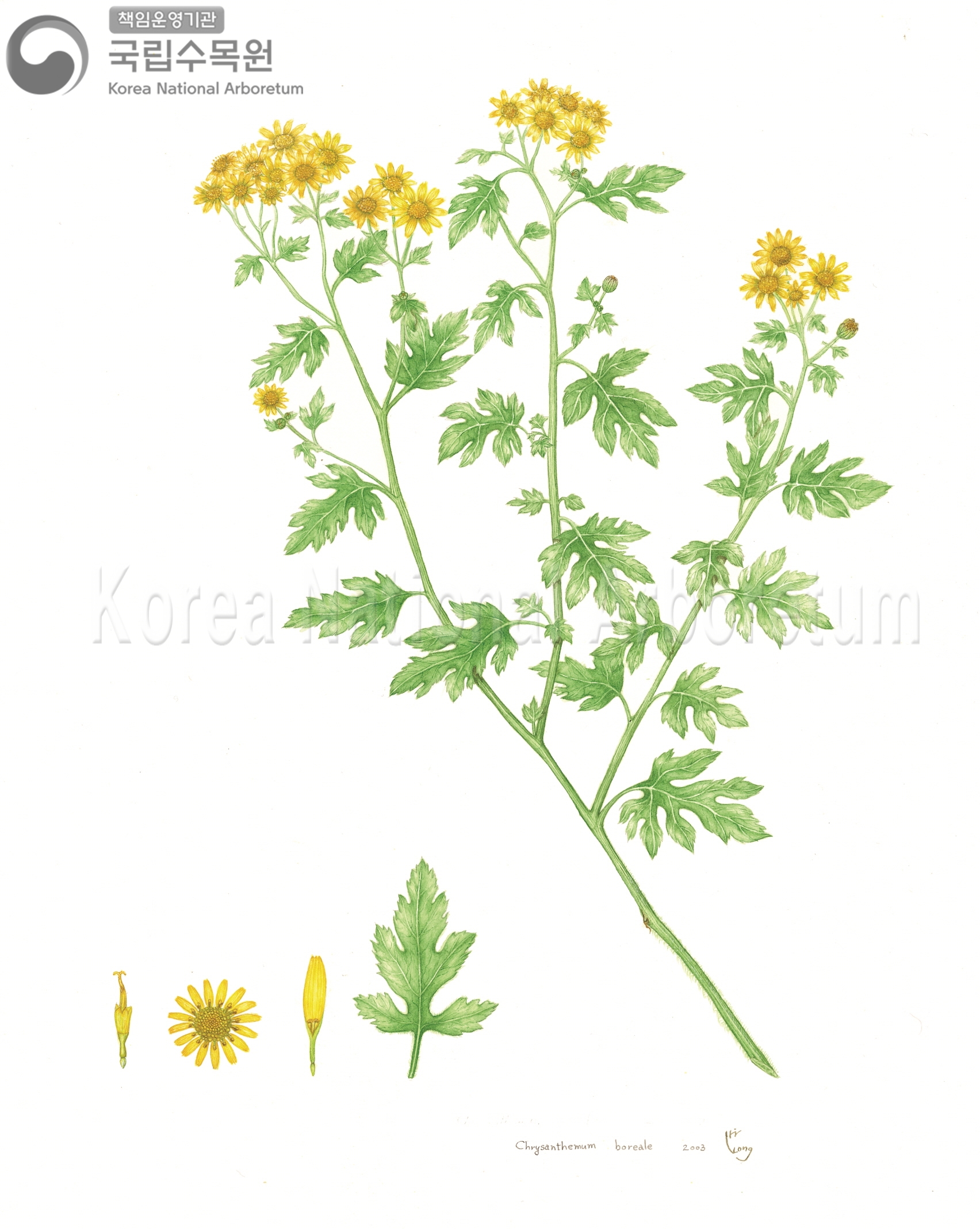 Plant Illustration Detailed View