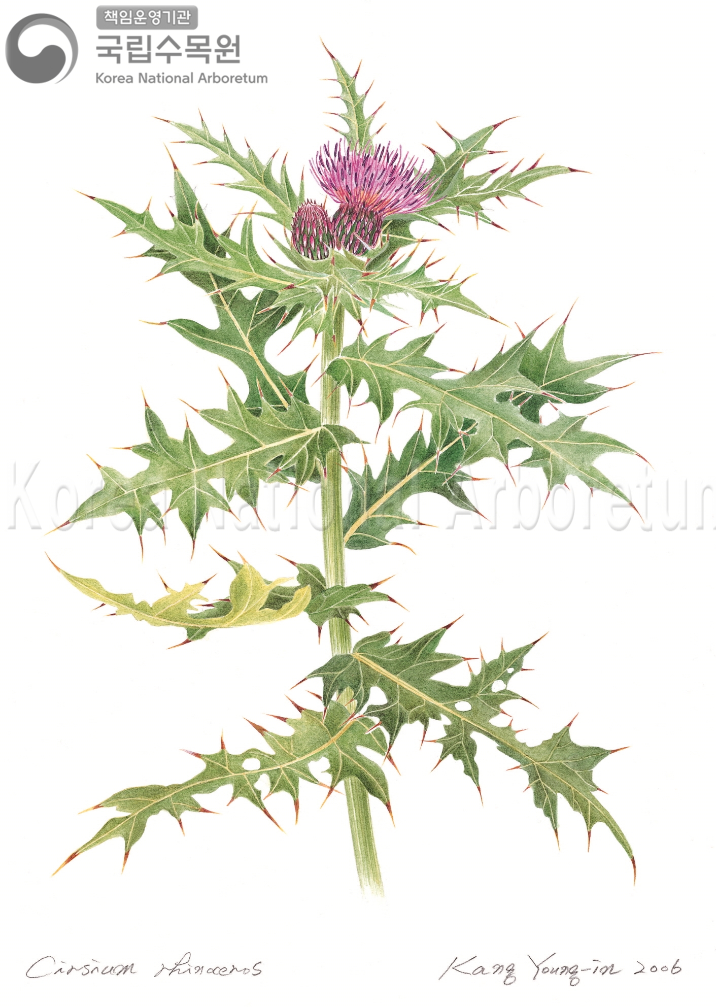 Plant Illustration Detailed View