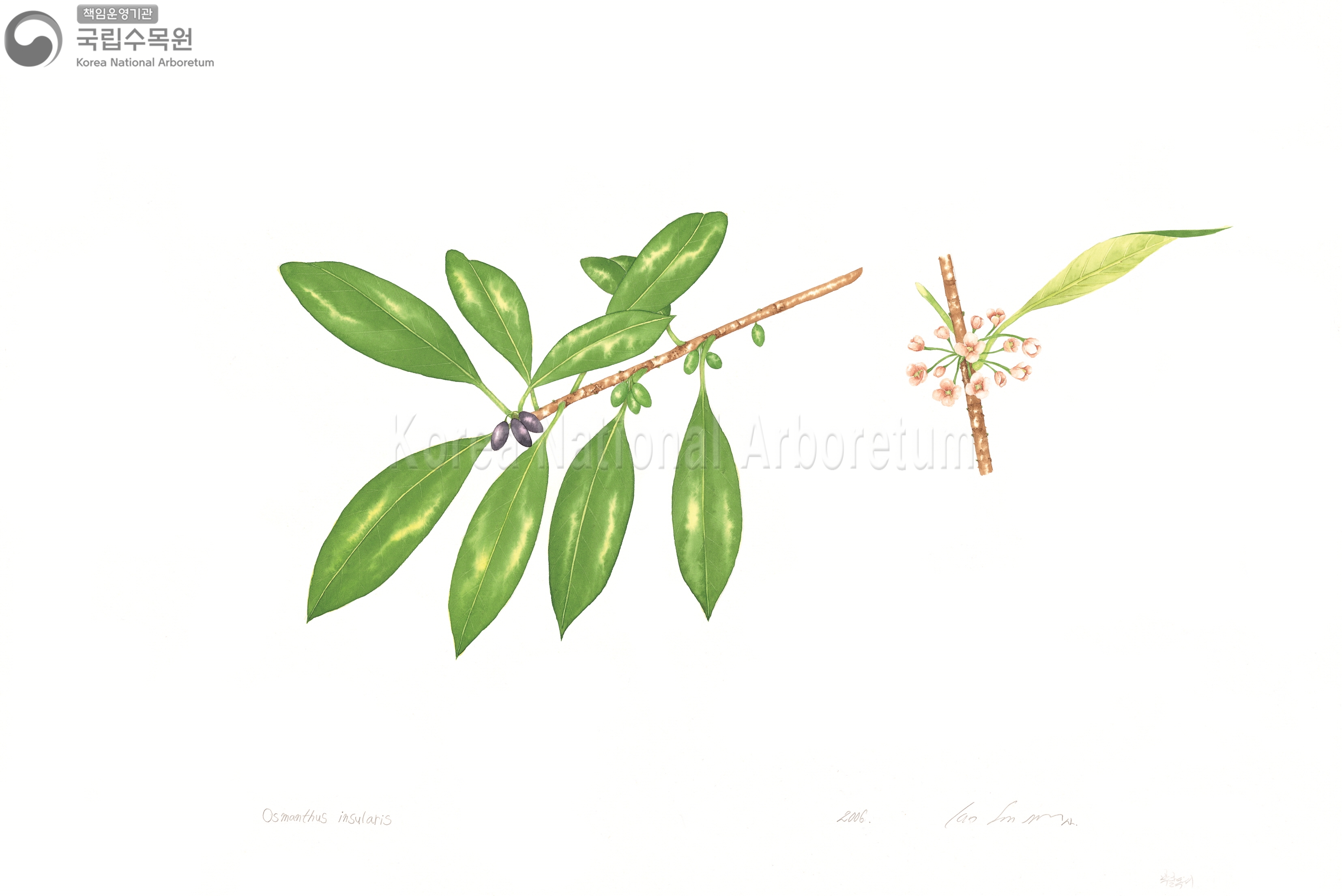 Plant Illustration Detailed View