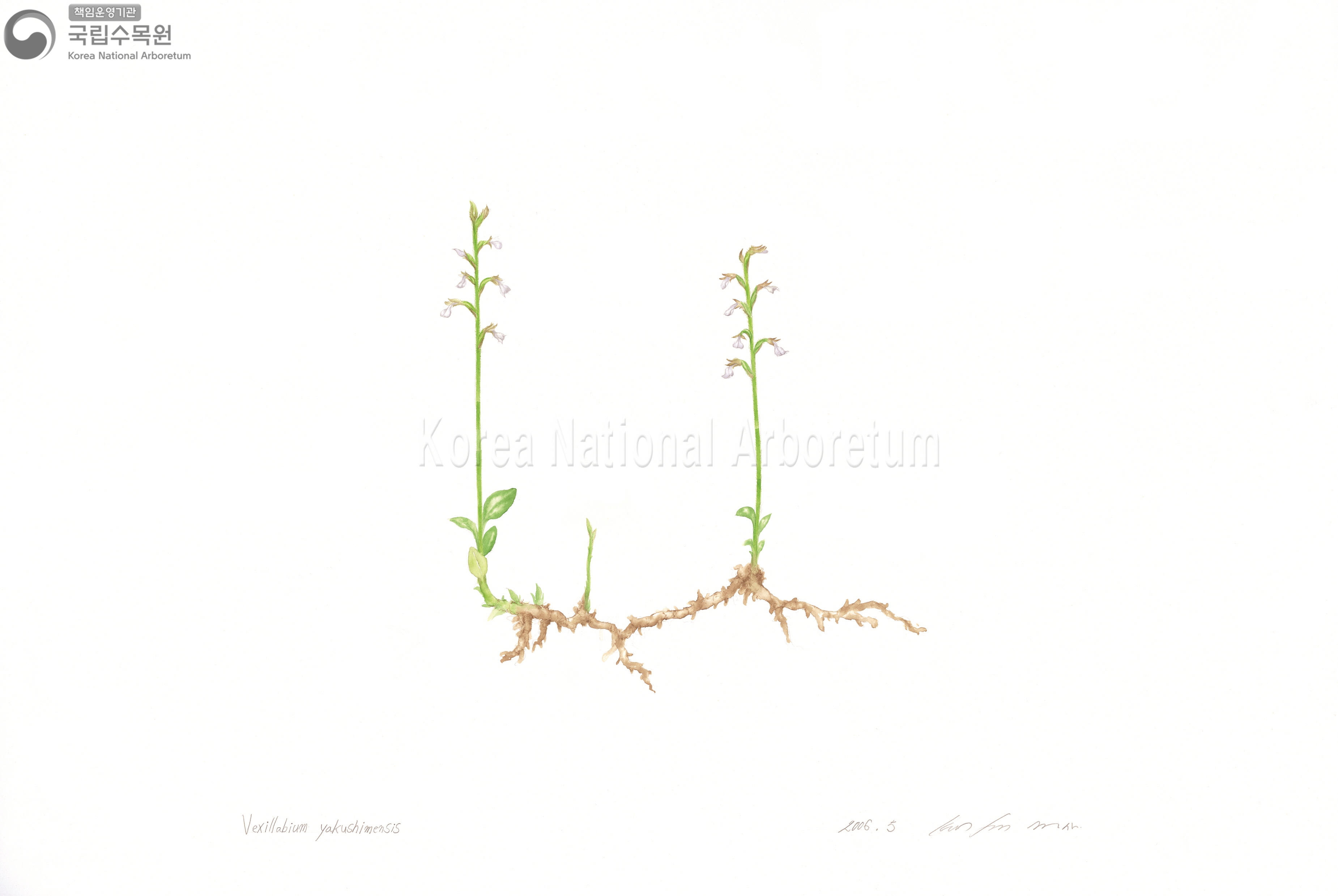 Plant Illustration Detailed View