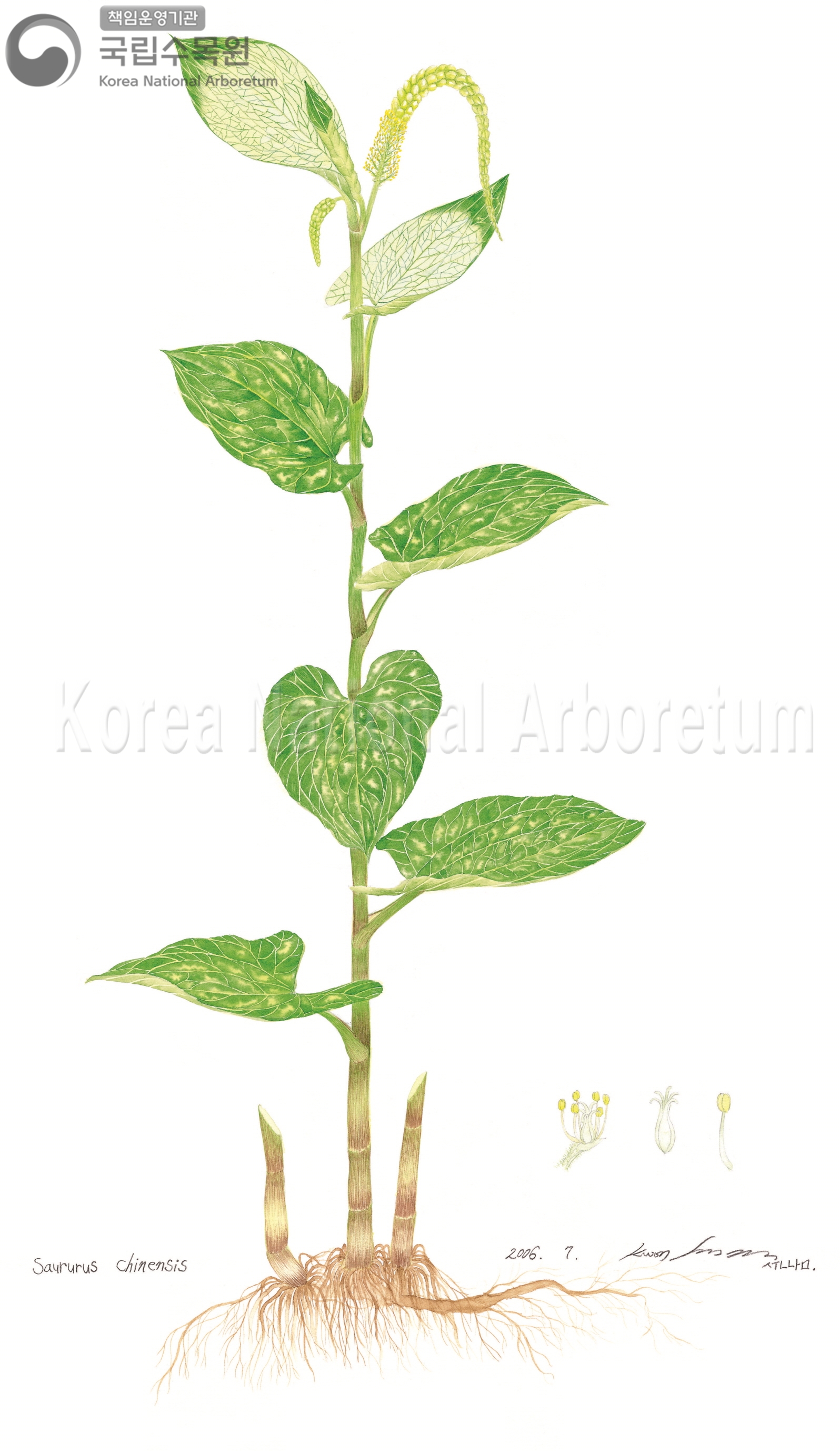 Plant Illustration Detailed View