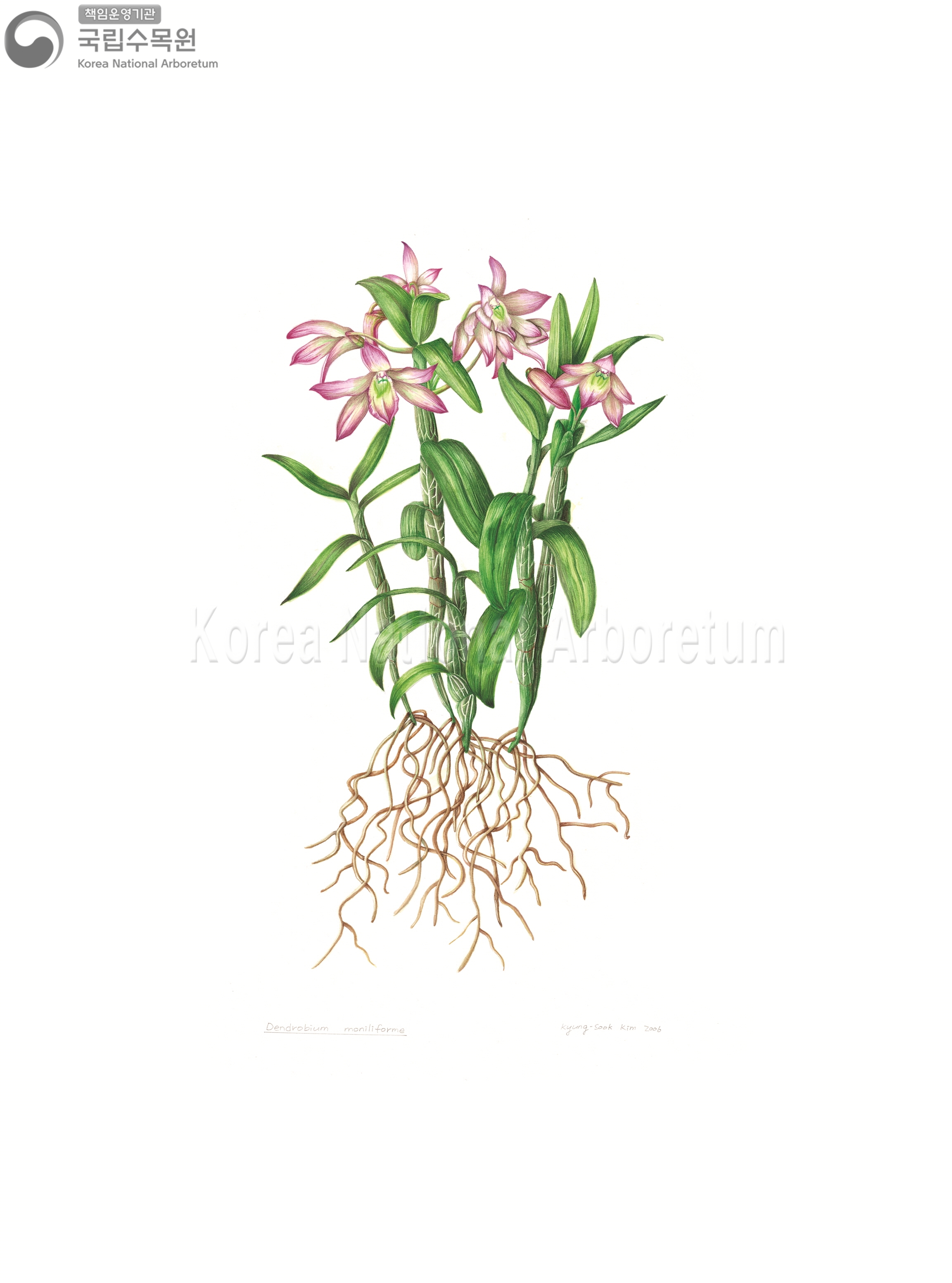 Plant Illustration Detailed View