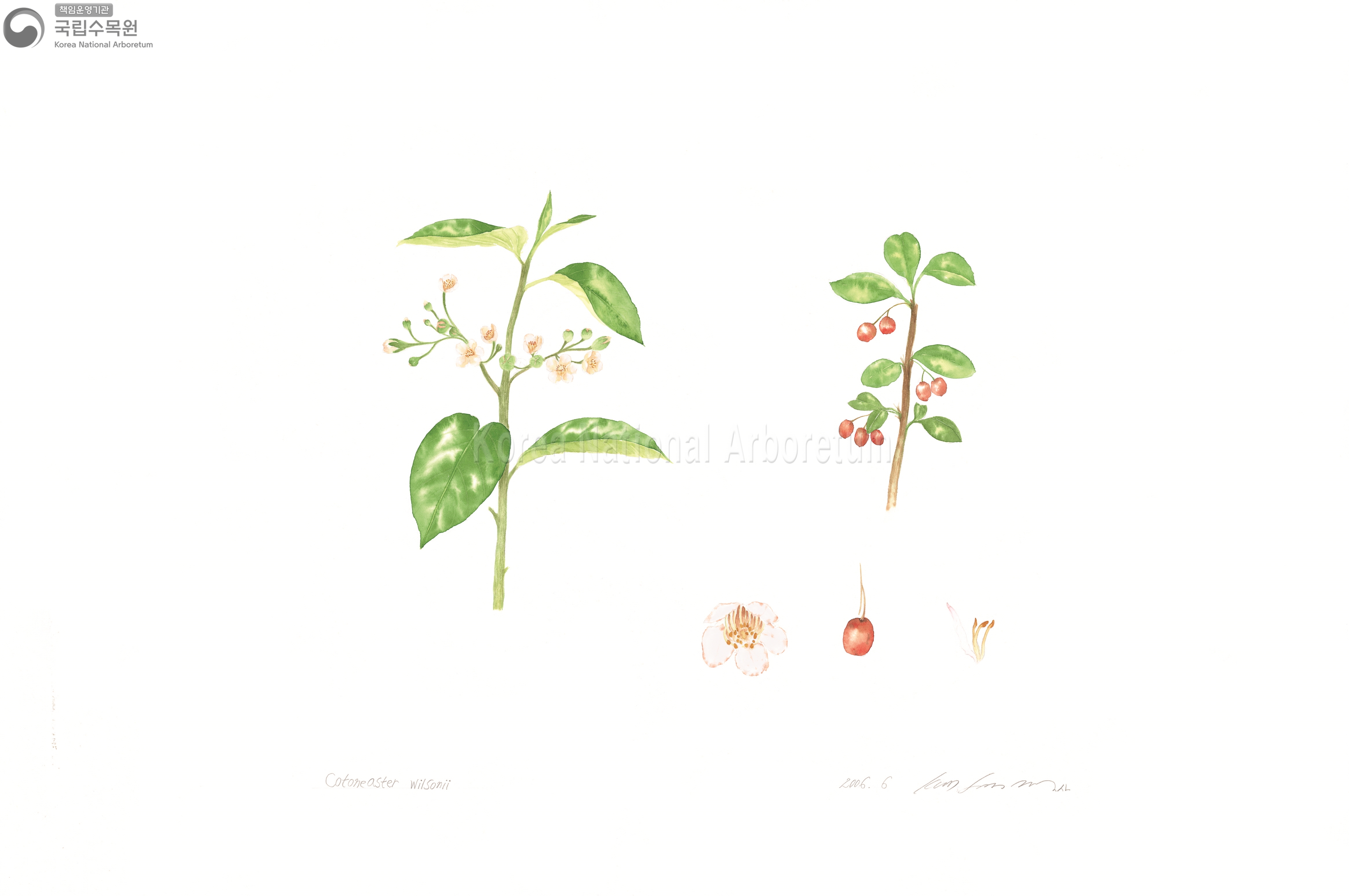 Plant Illustration Detailed View