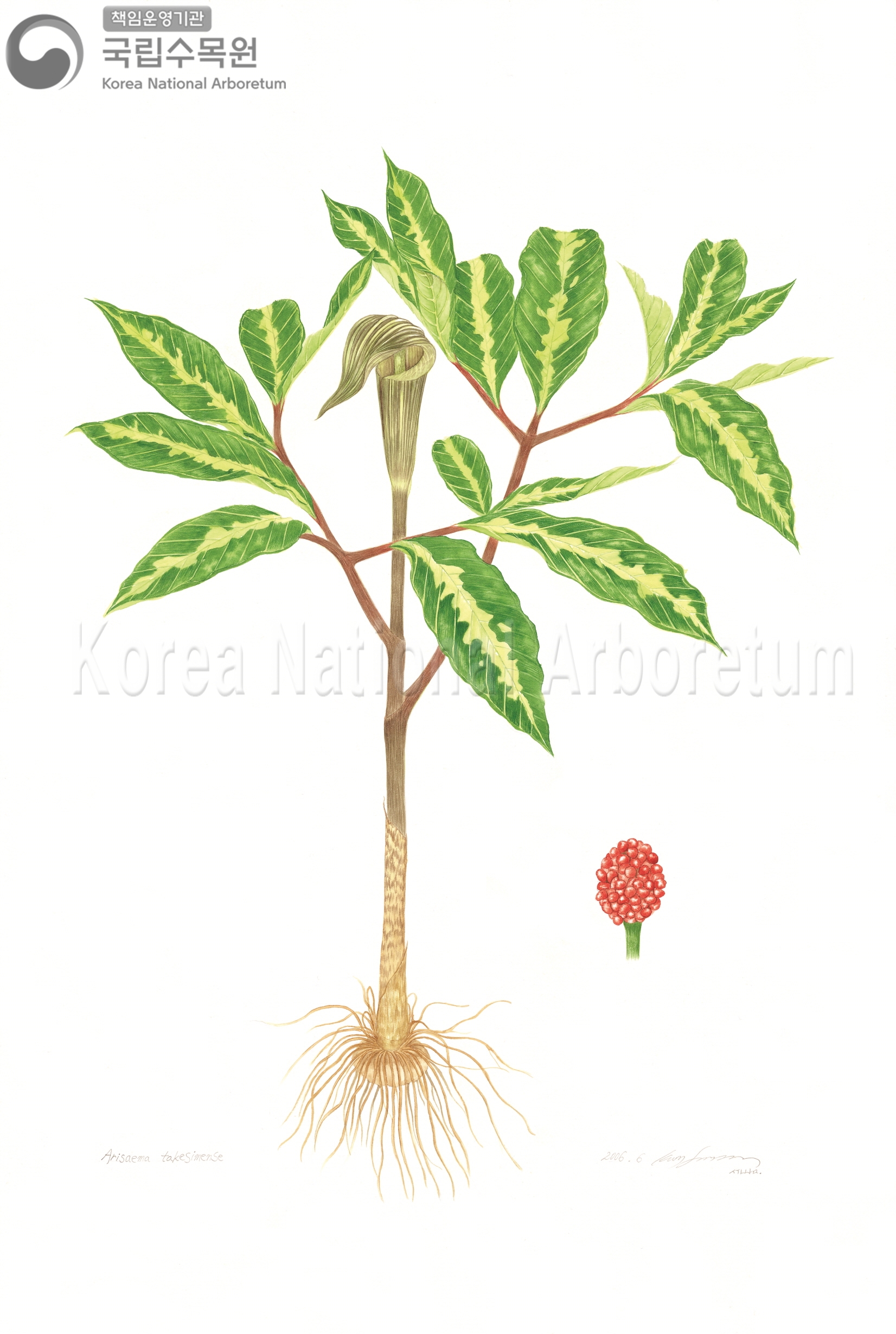 Plant Illustration Detailed View