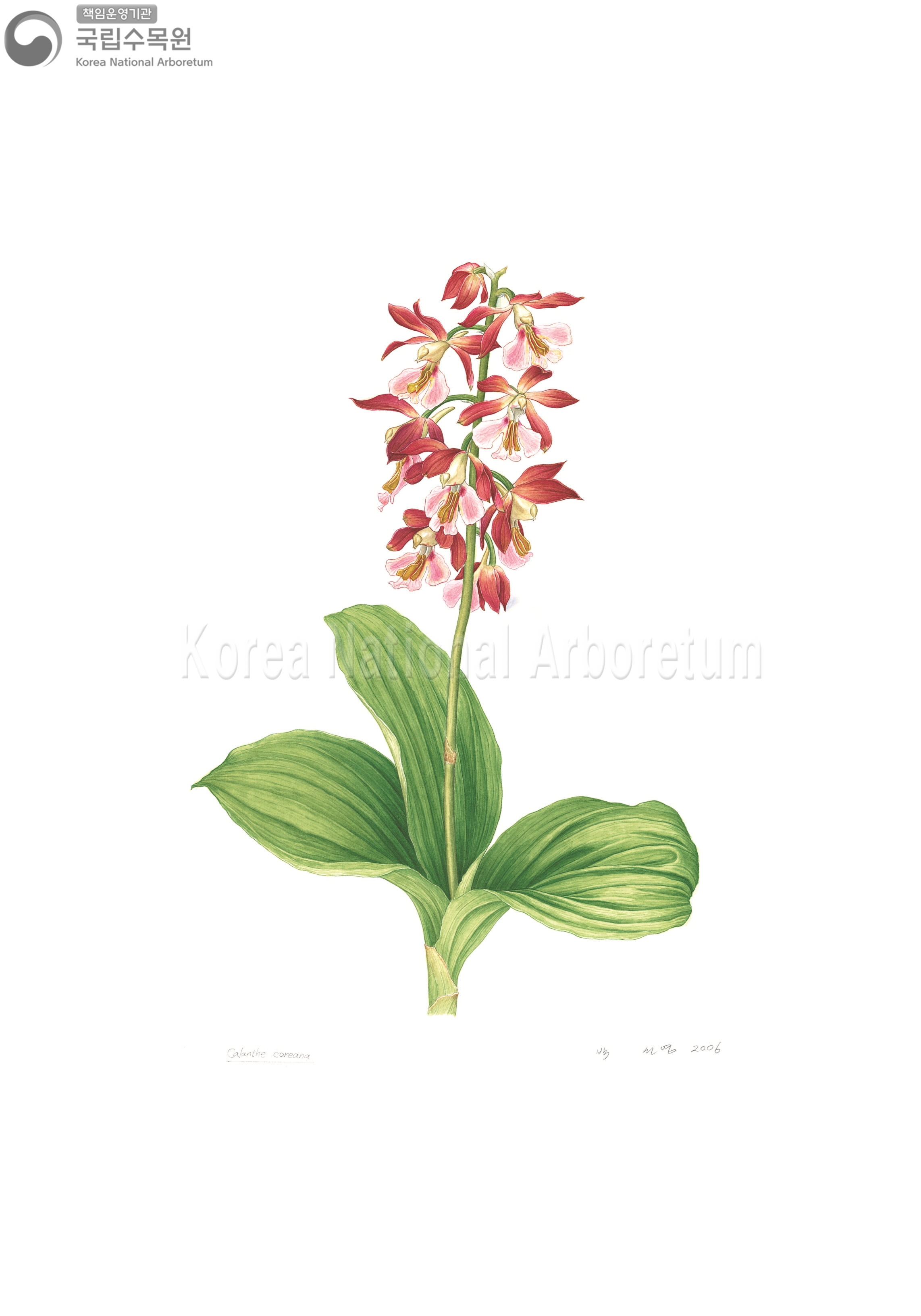 Plant Illustration Detailed View