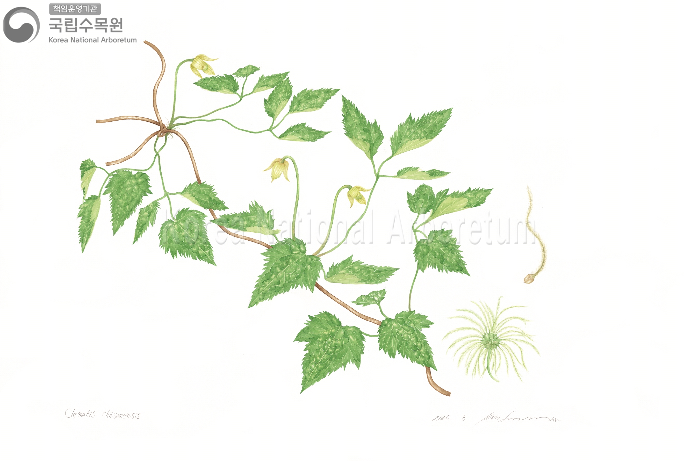 Plant Illustration Detailed View