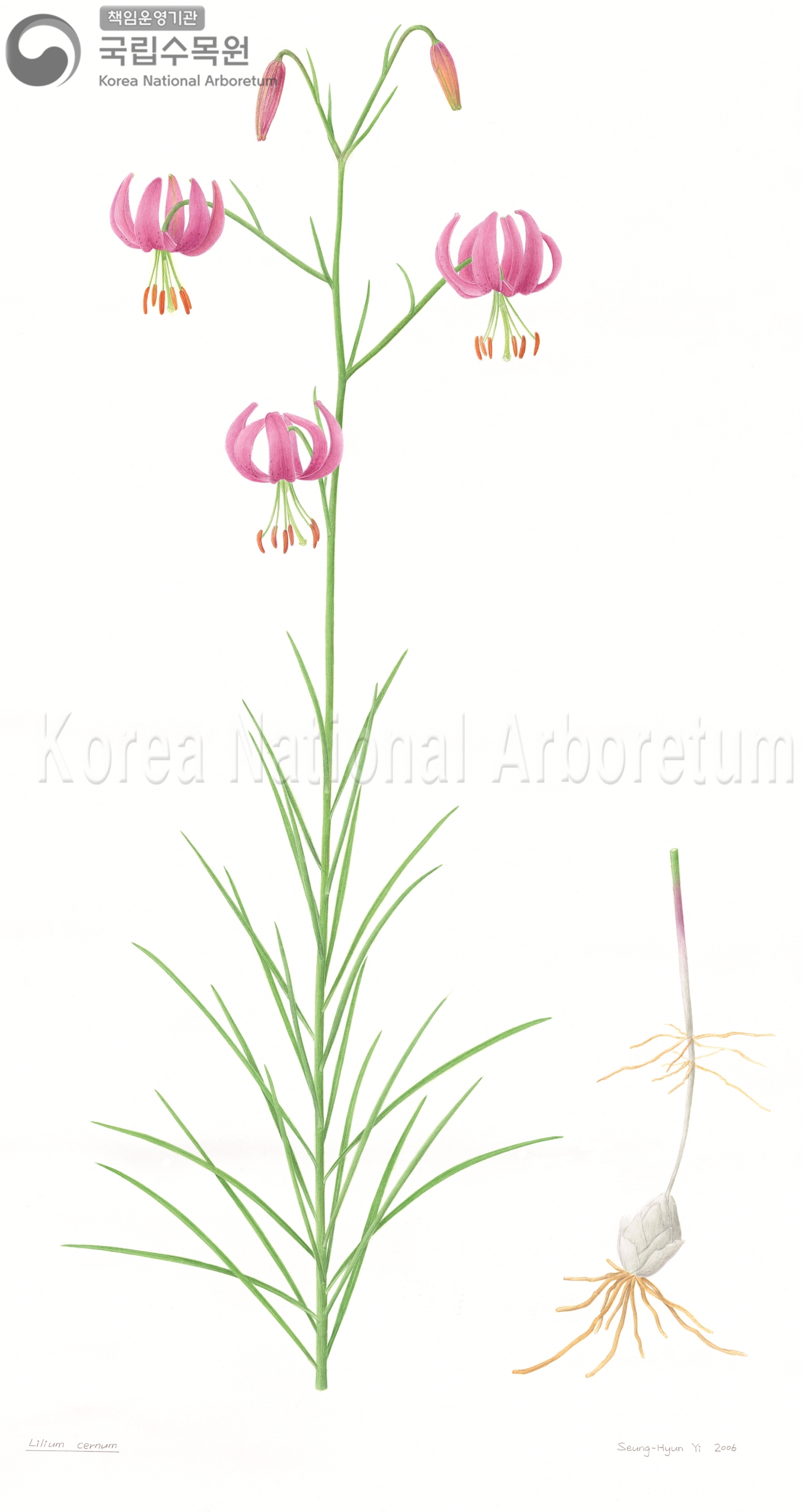 Plant Illustration Detailed View