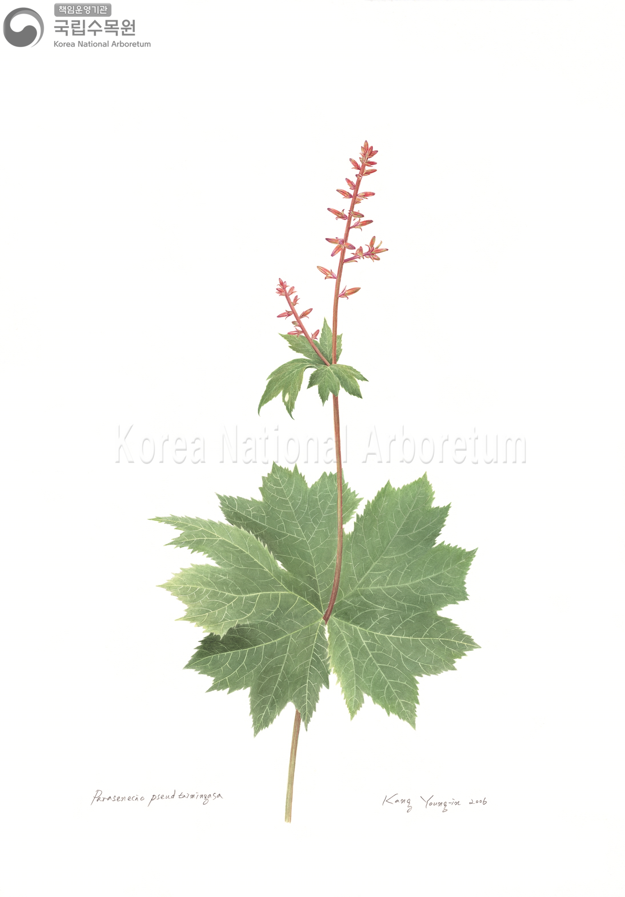 Plant Illustration Detailed View