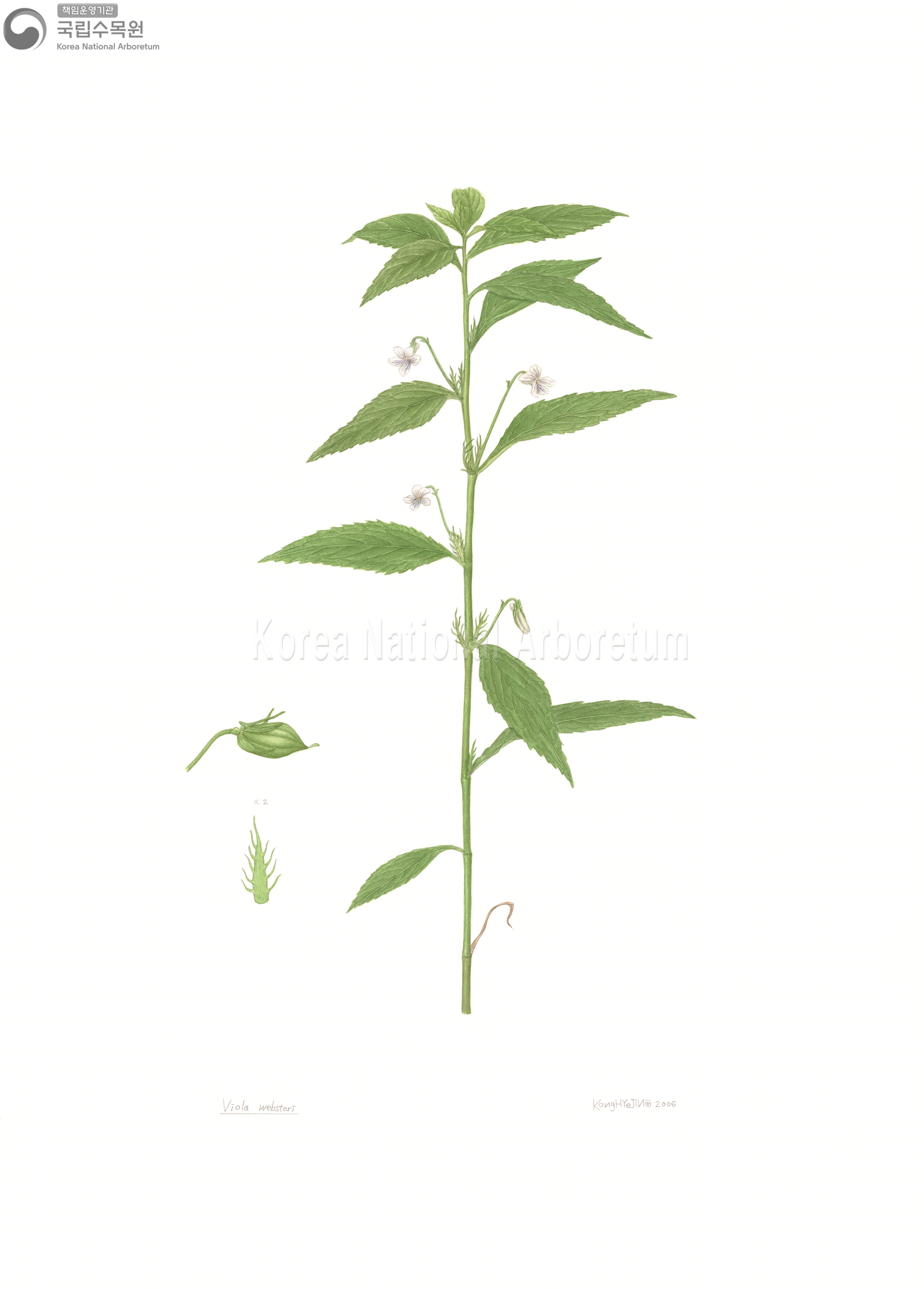 Plant Illustration Detailed View