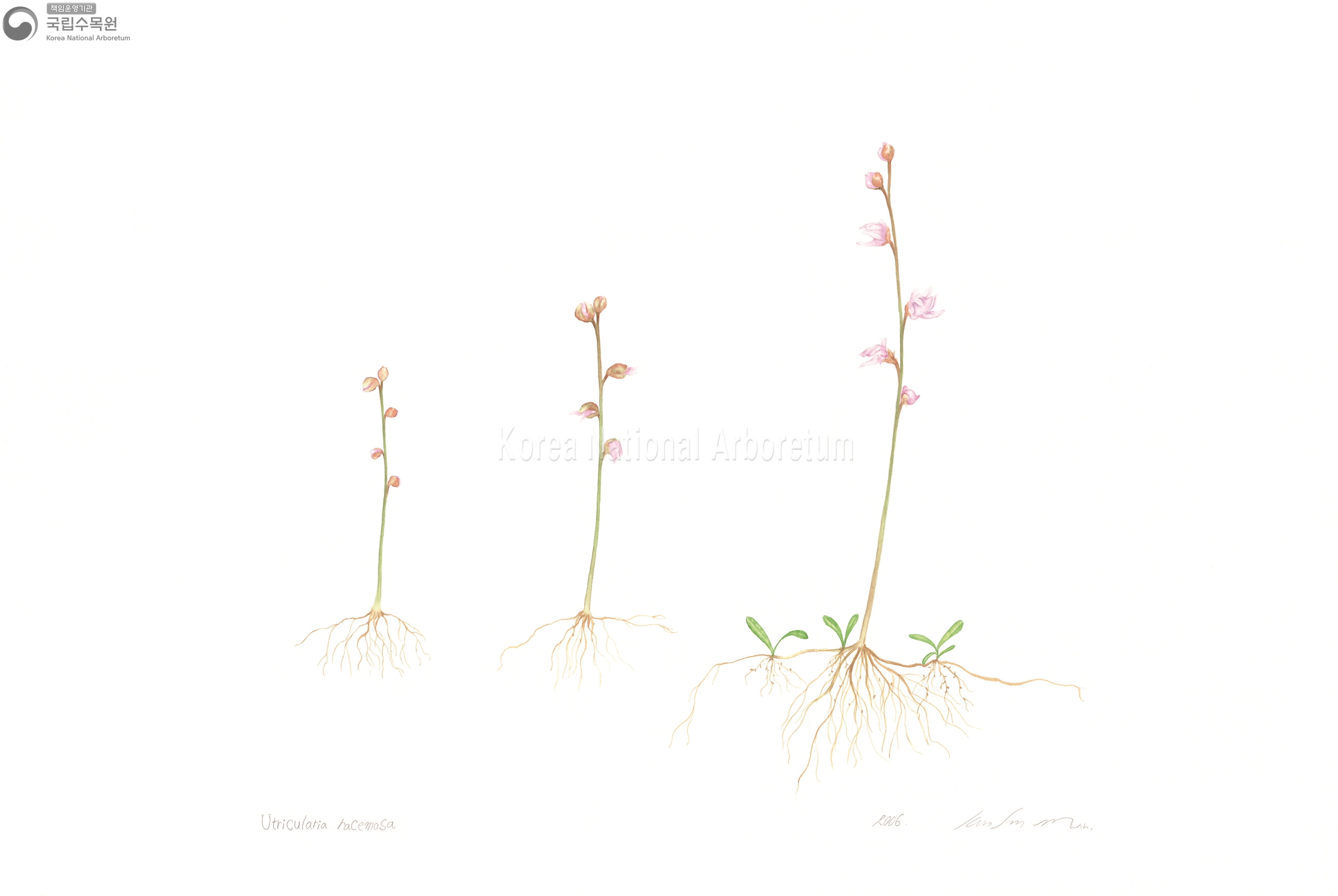 Plant Illustration Detailed View