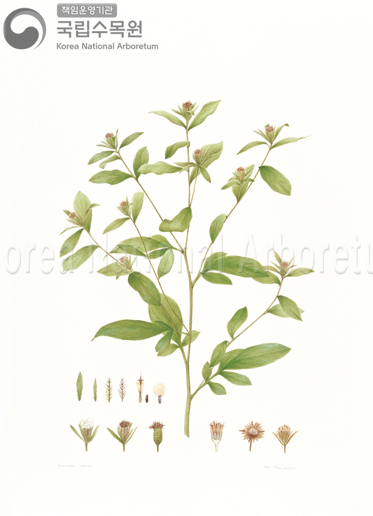 Plant Illustration Detailed View