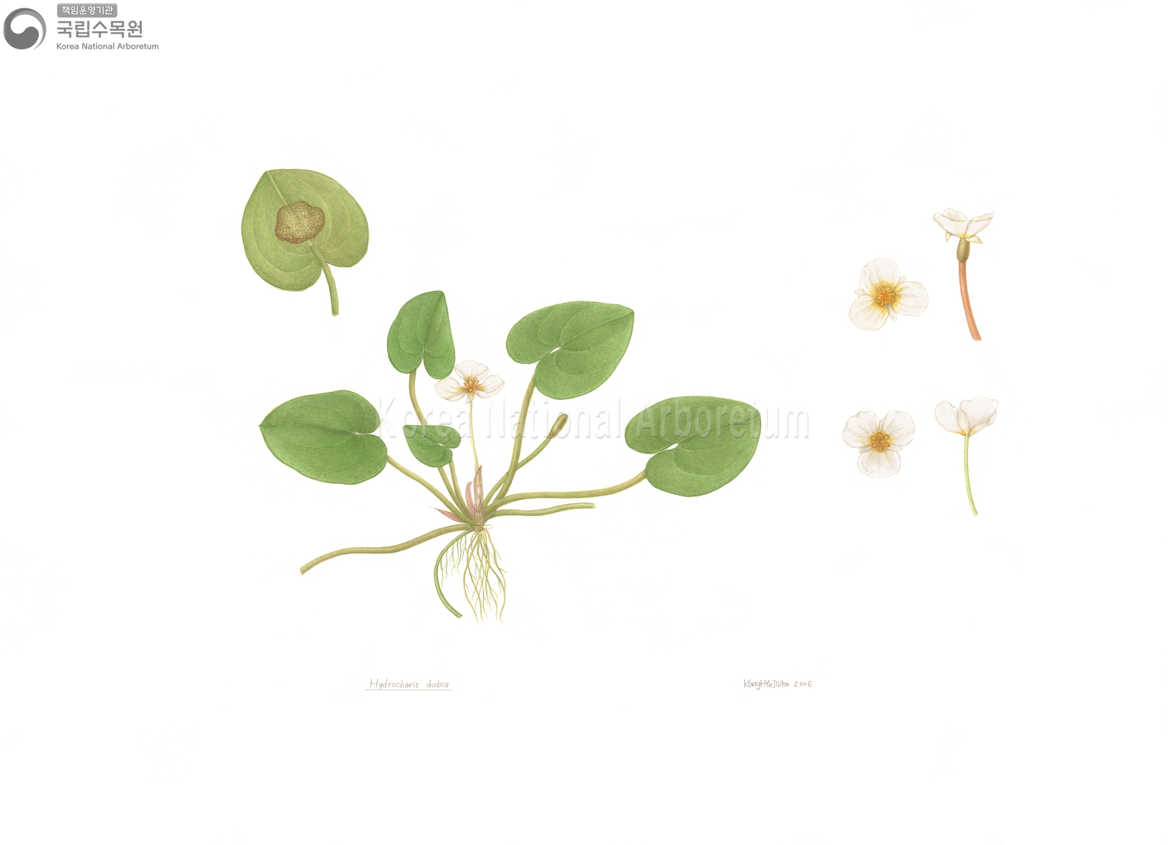 Plant Illustration Detailed View