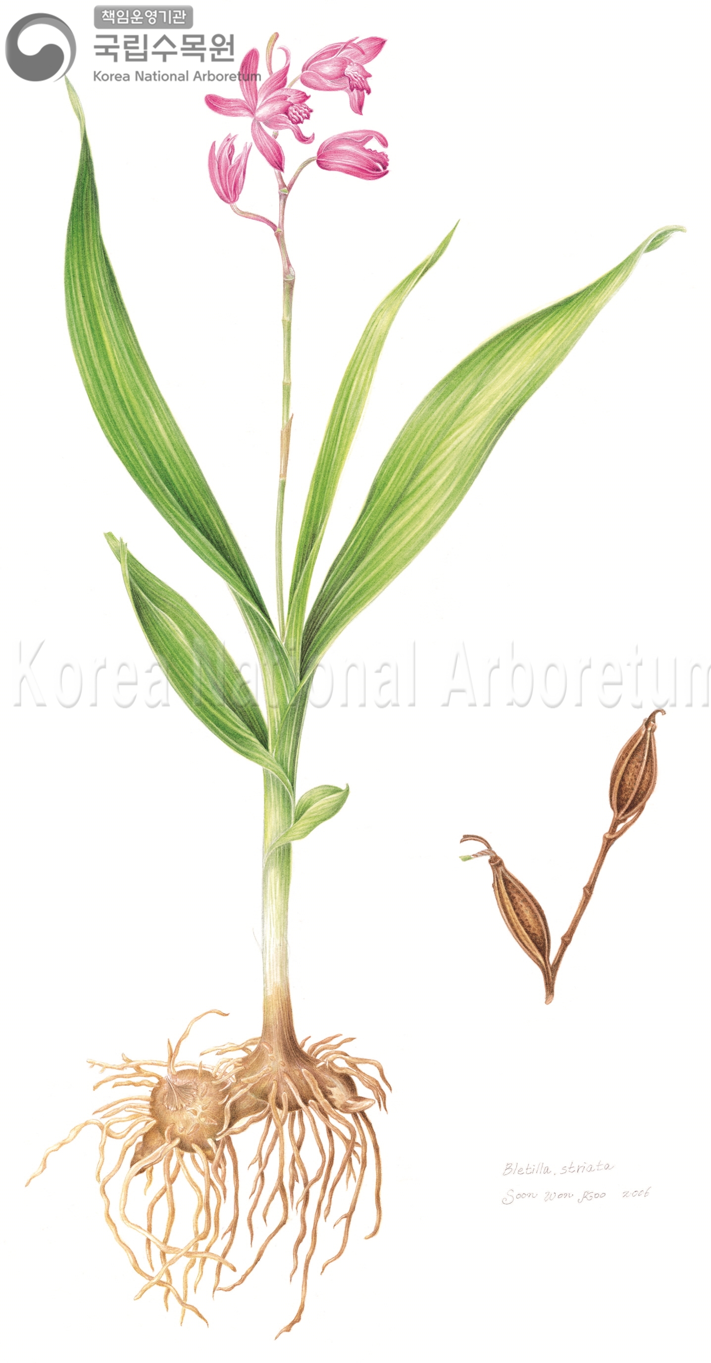 Plant Illustration Detailed View