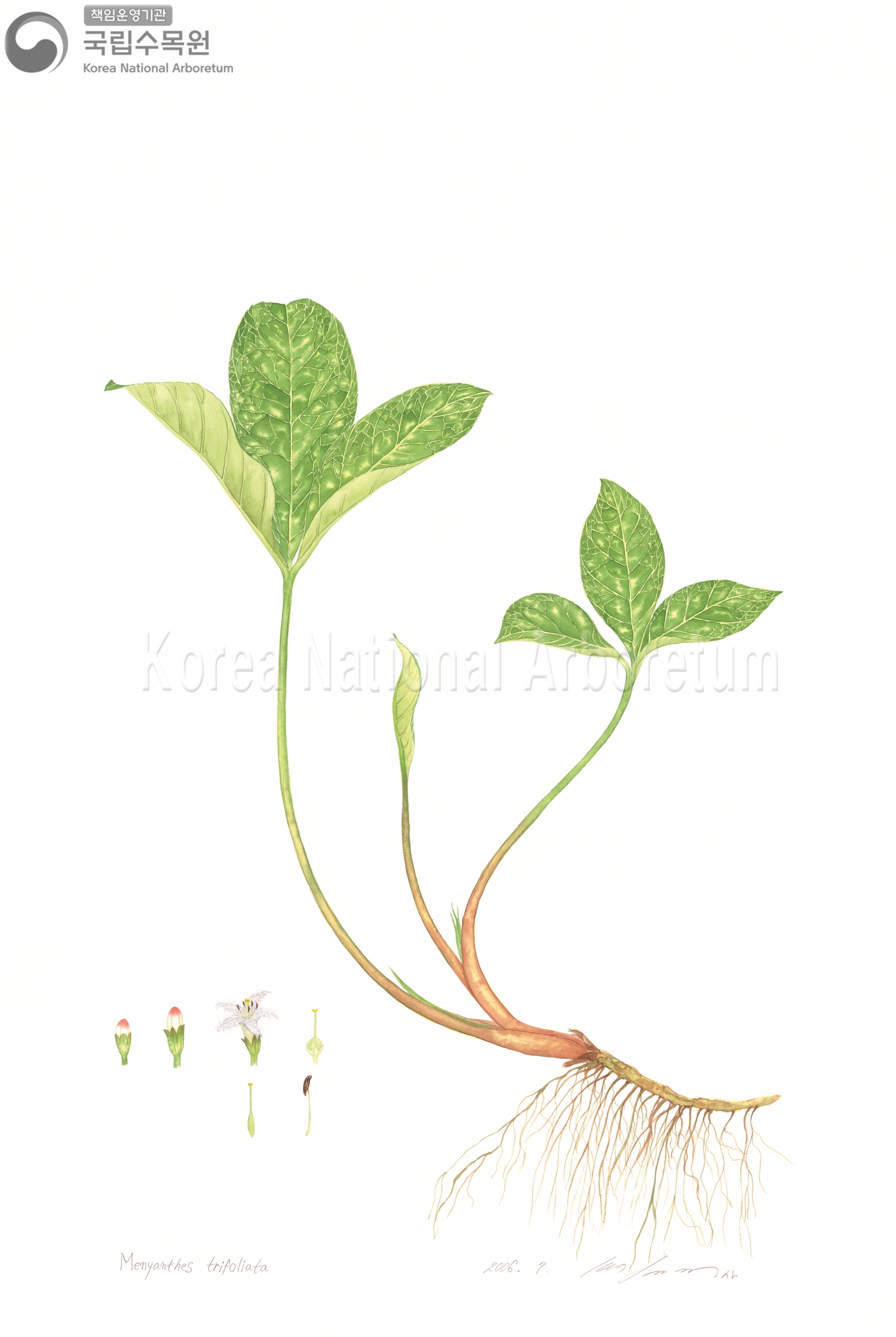 Plant Illustration Detailed View