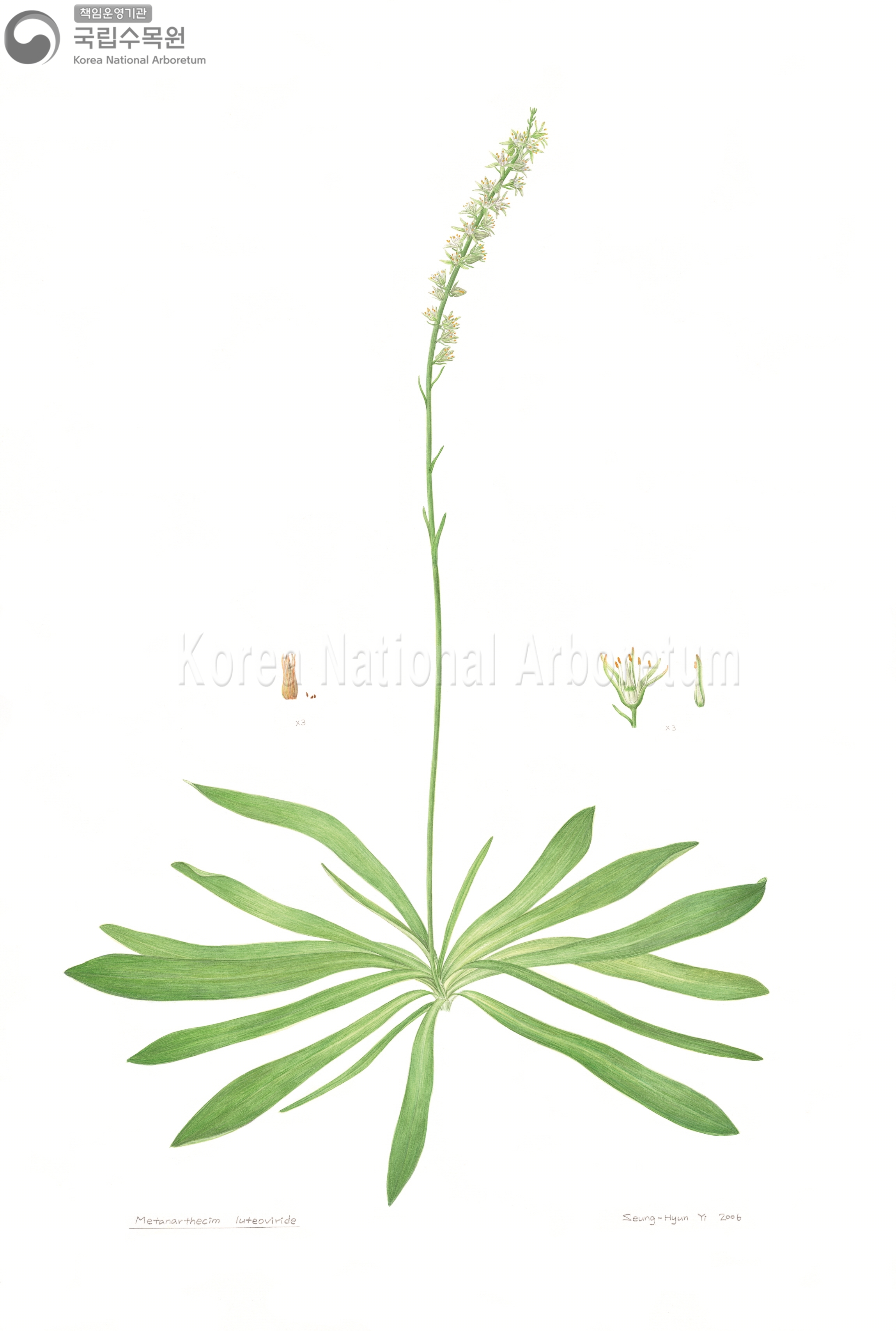 Plant Illustration Detailed View