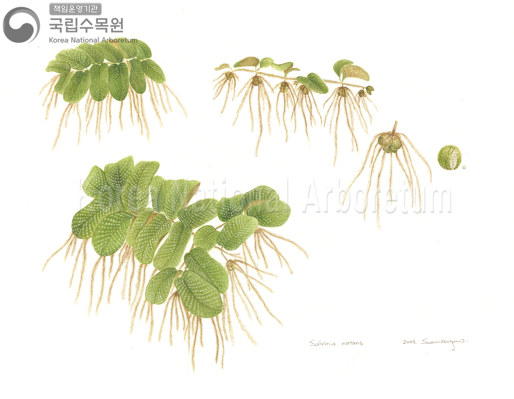 Plant Illustration Detailed View