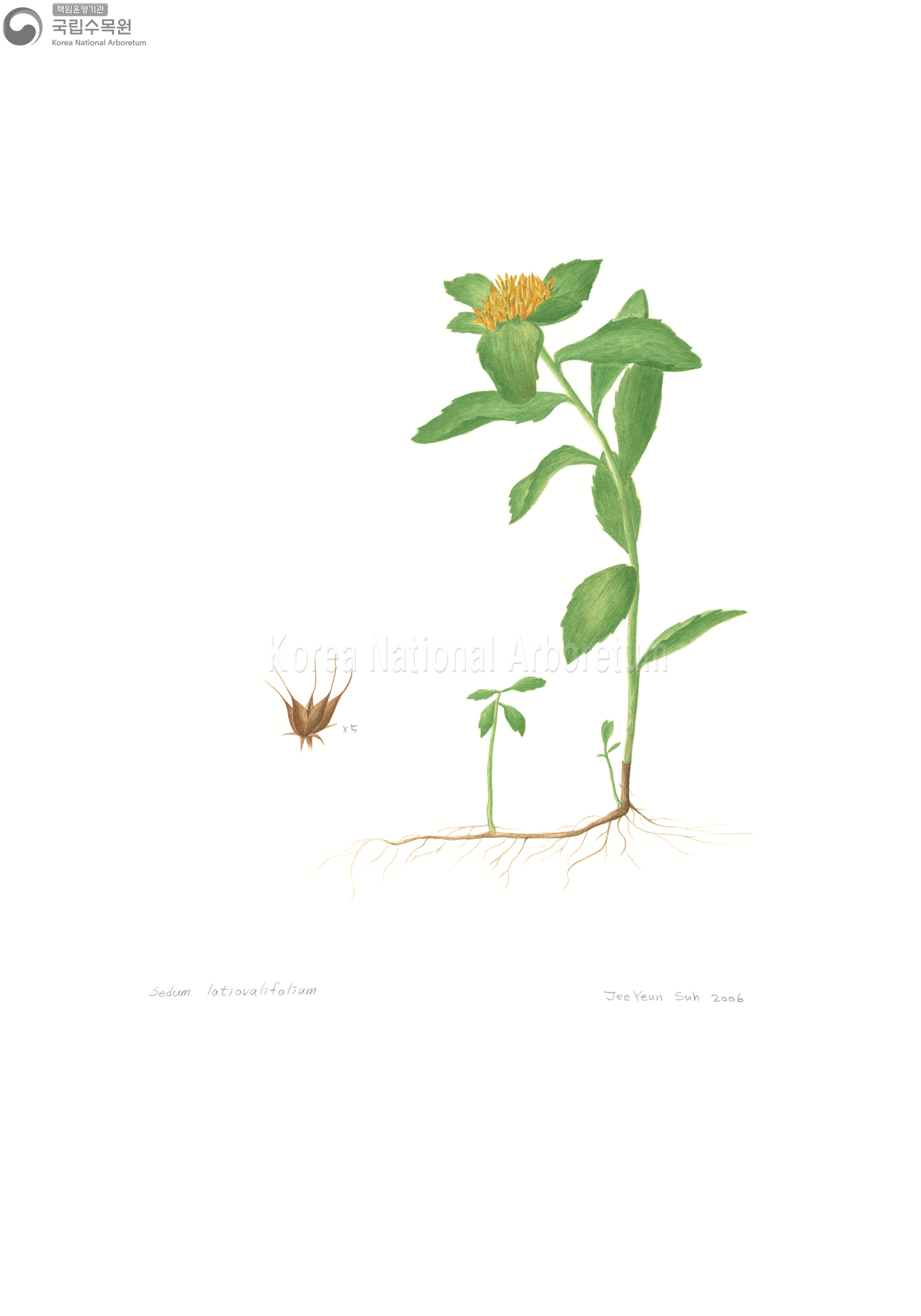 Plant Illustration Detailed View