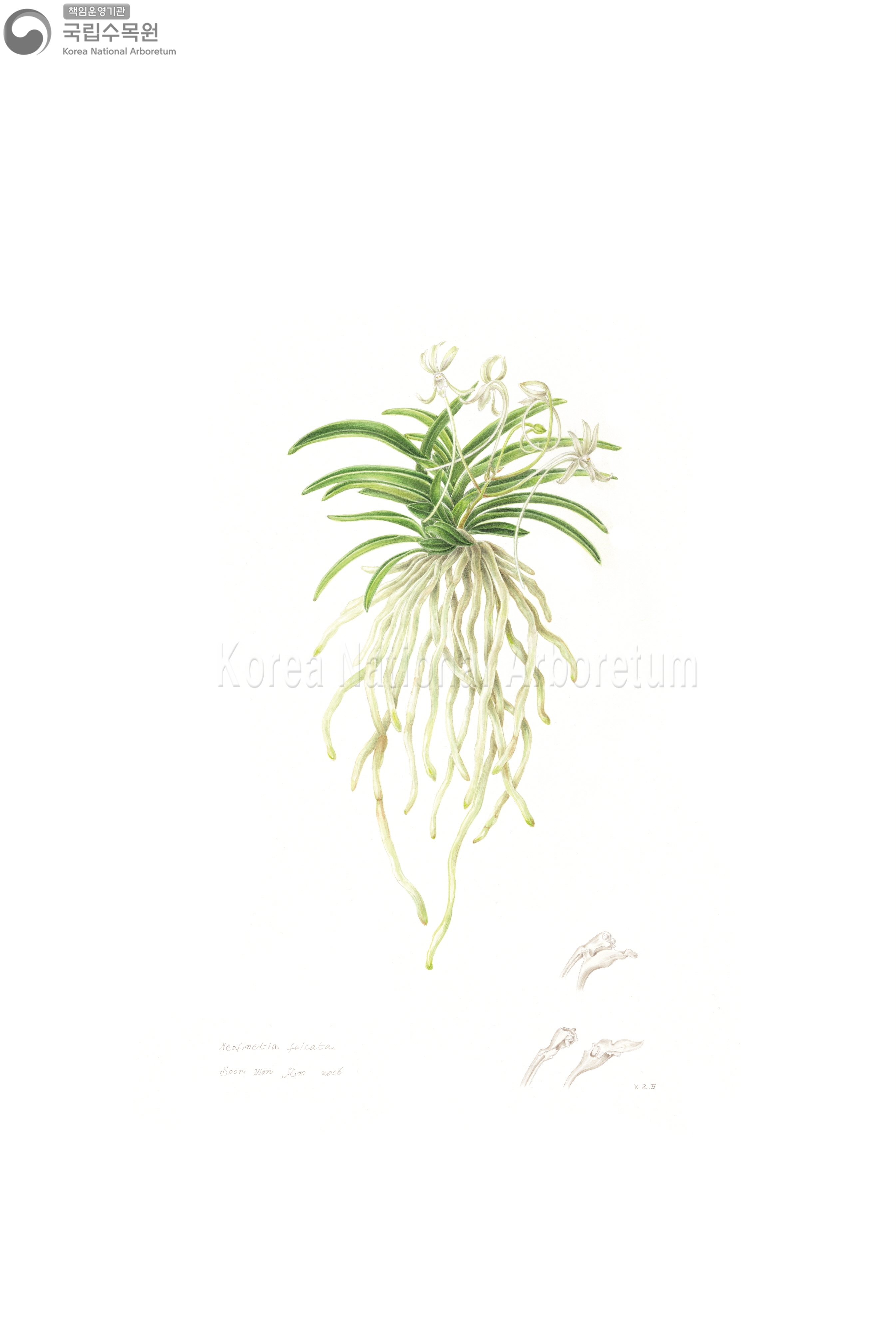 Plant Illustration Detailed View