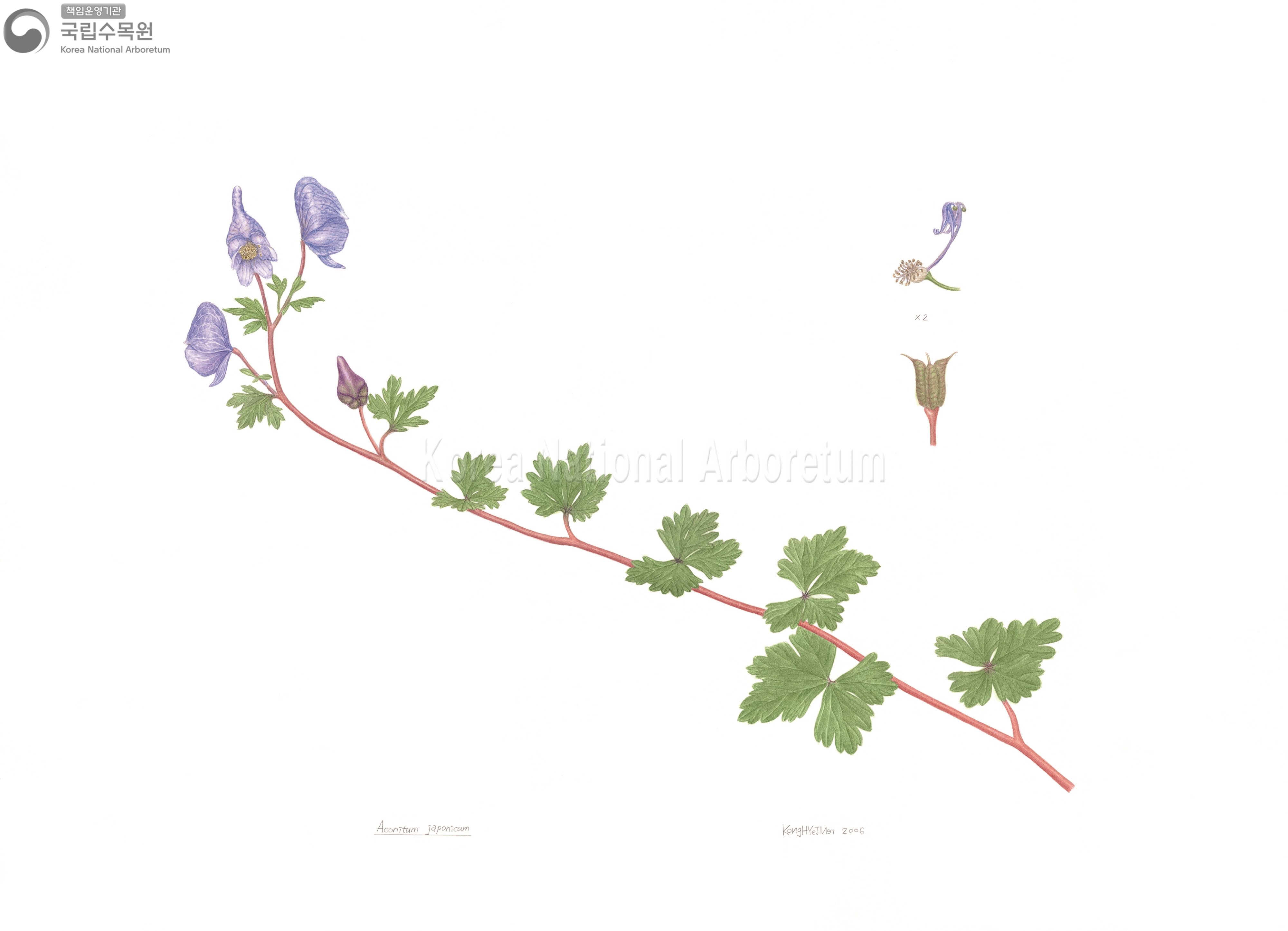 Plant Illustration Detailed View