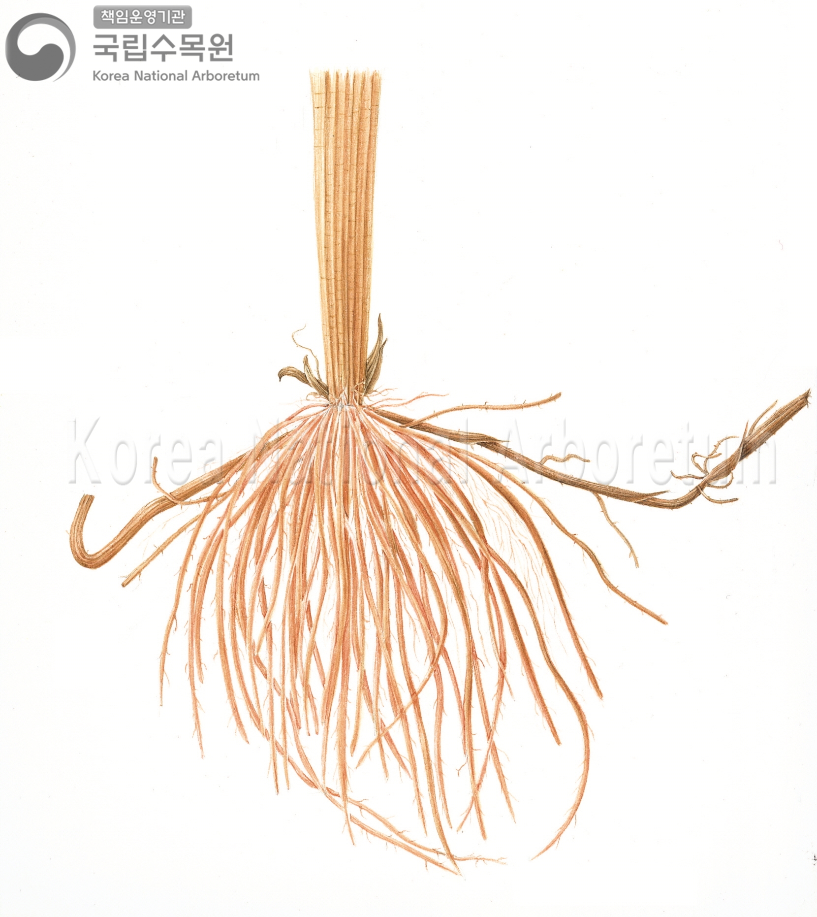 Plant Illustration Detailed View