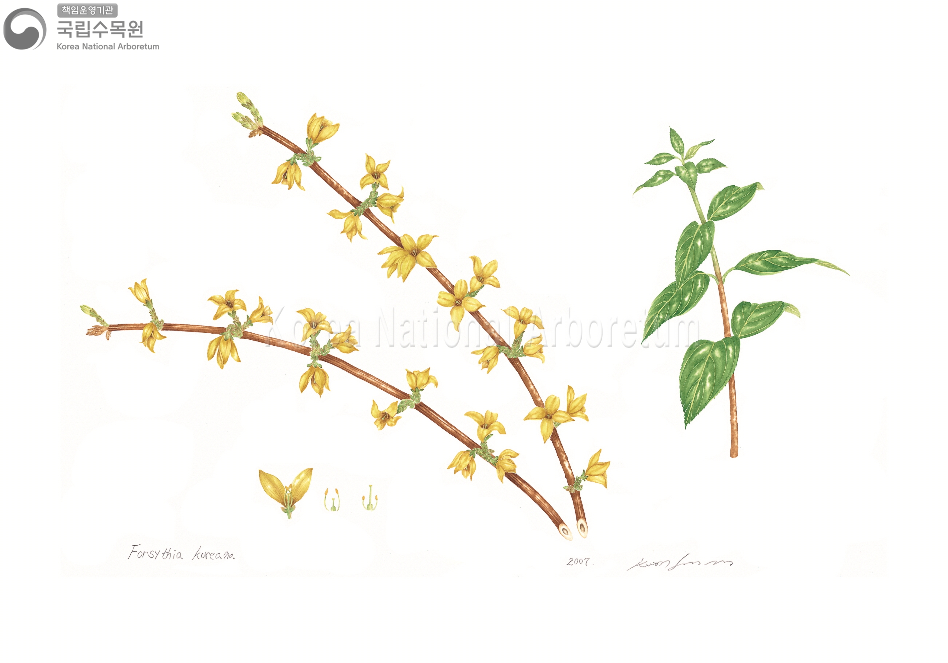 Plant Illustration Detailed View