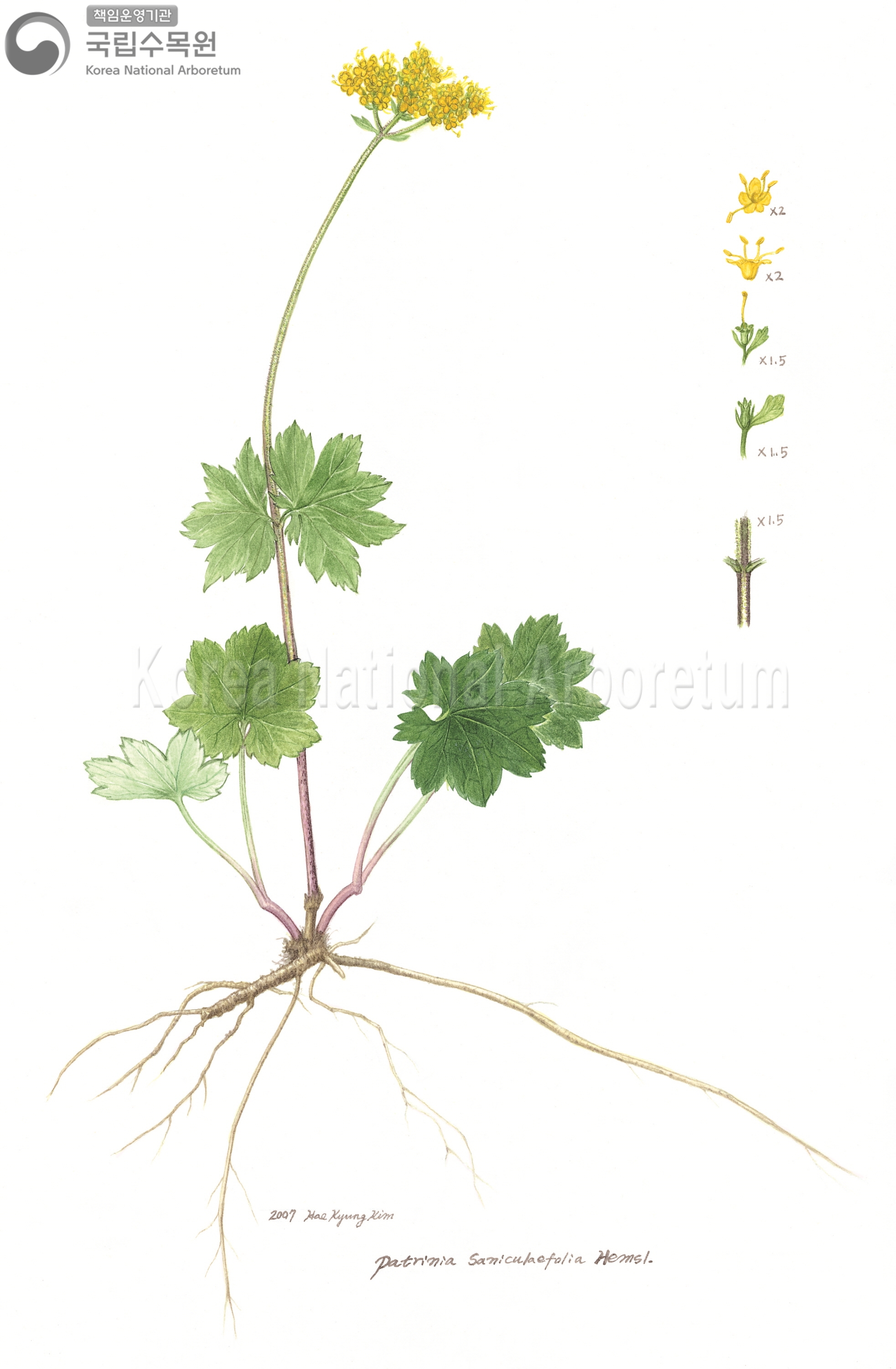 Plant Illustration Detailed View